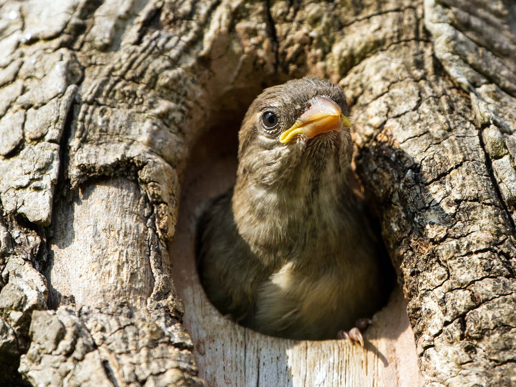 Young House Sparrow peeping out from its nest