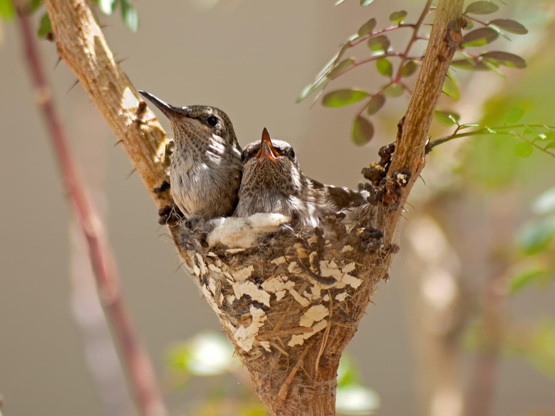 Young hummingbirds in nest