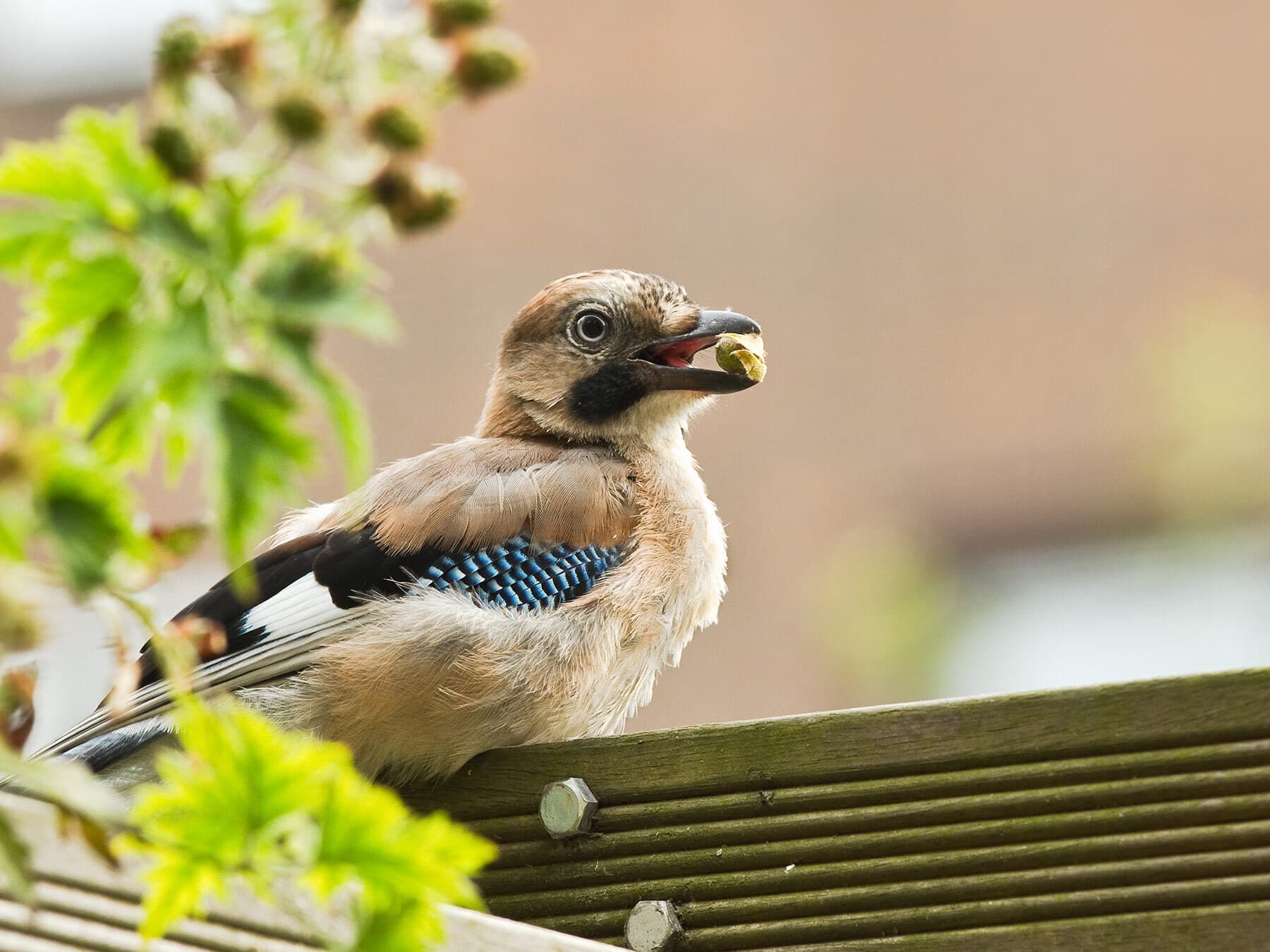 Young jay feeding in garden