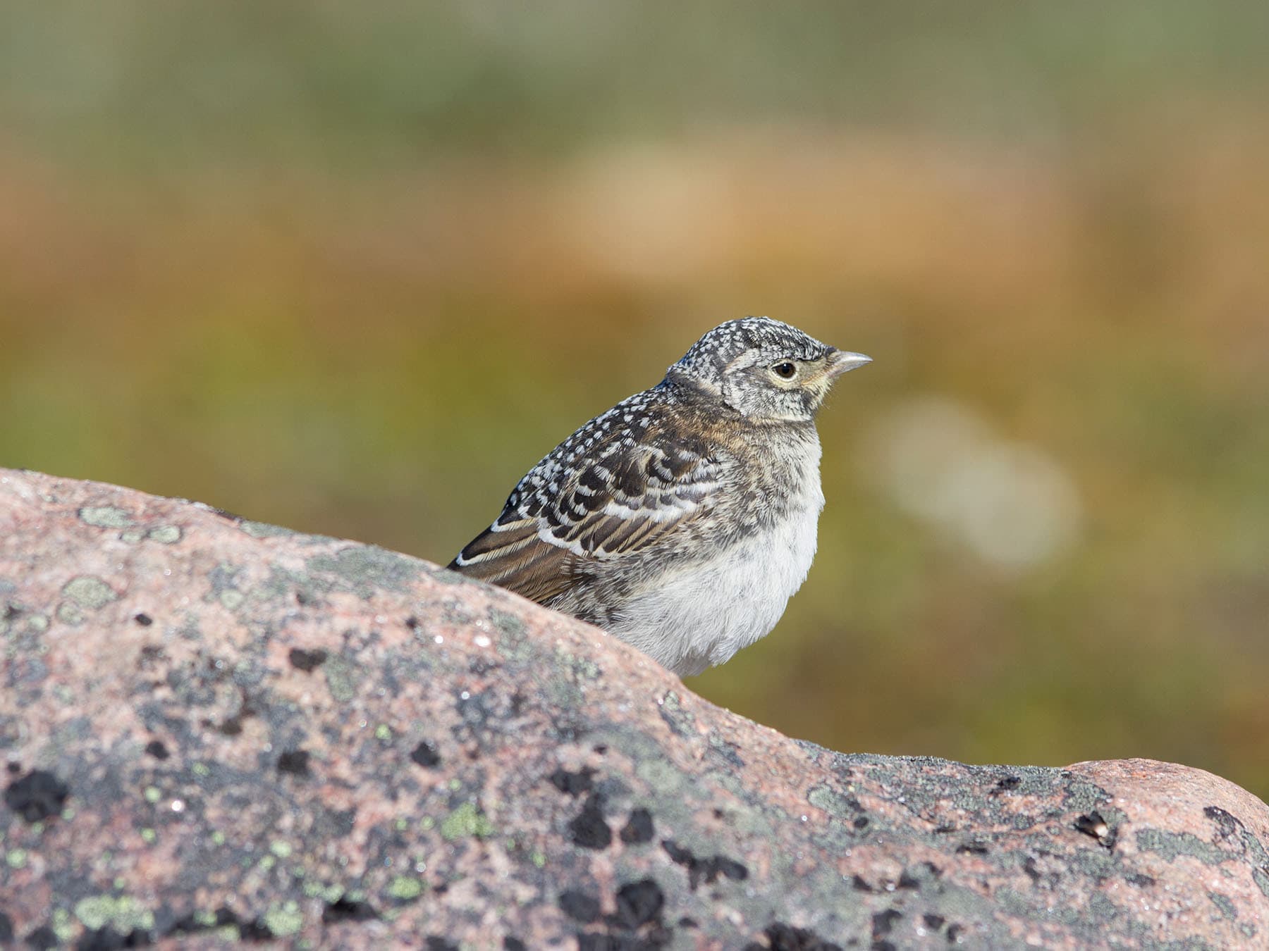 Young juvenile Lapland Longspur