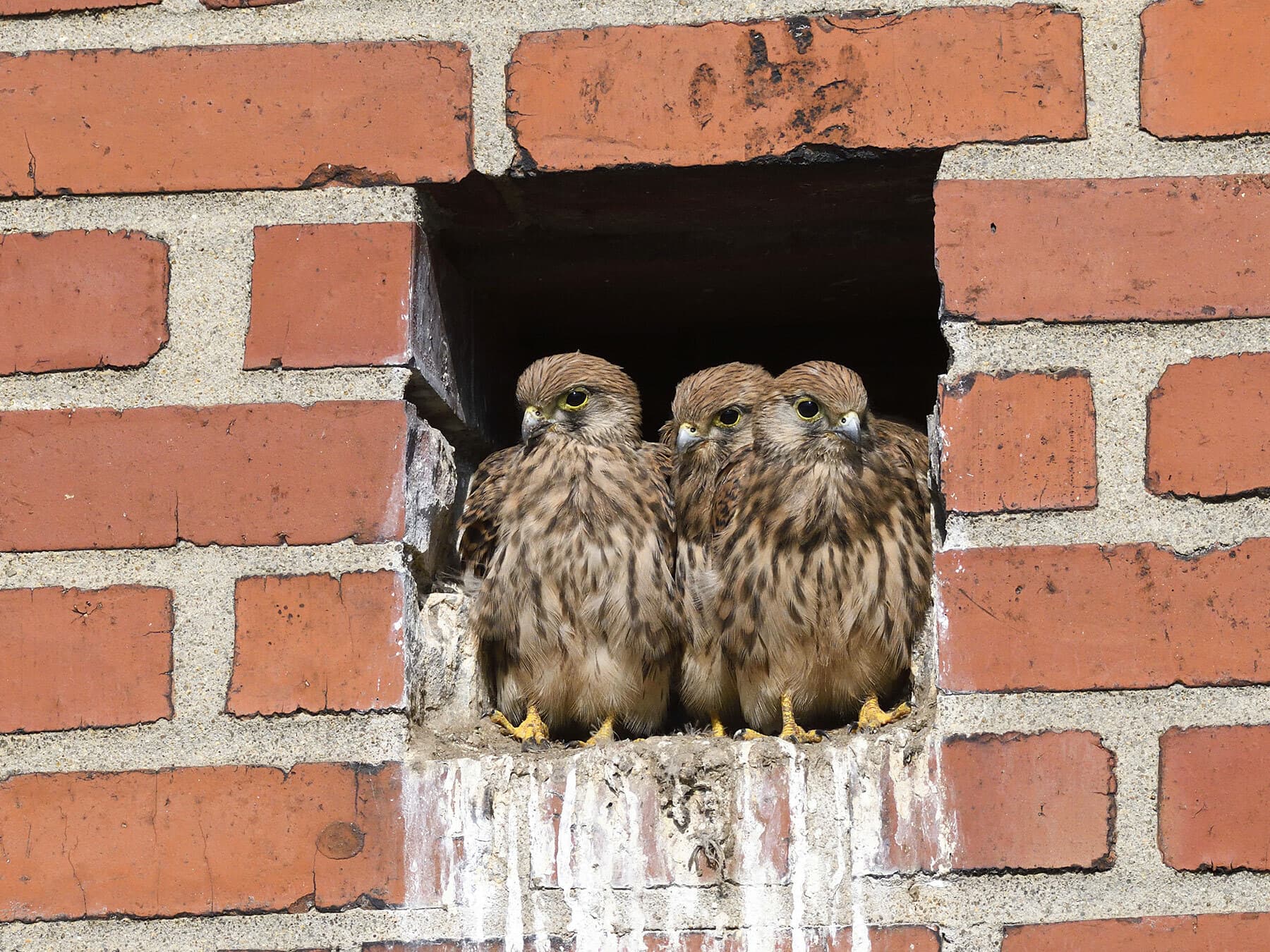 Young/Juvenile Kestrels waiting