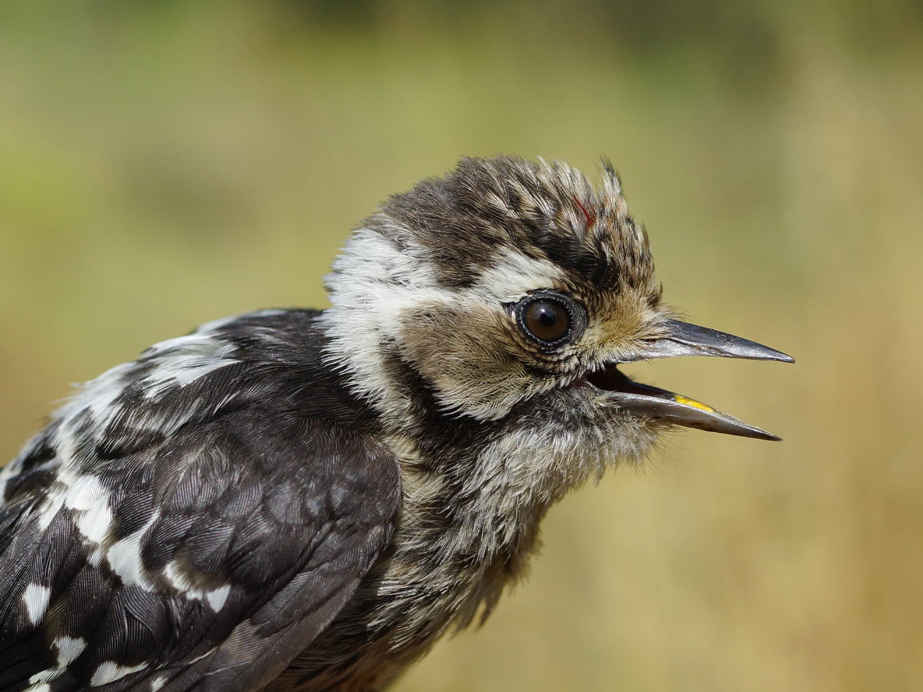 Young Lesser Spotted Woodpecker
