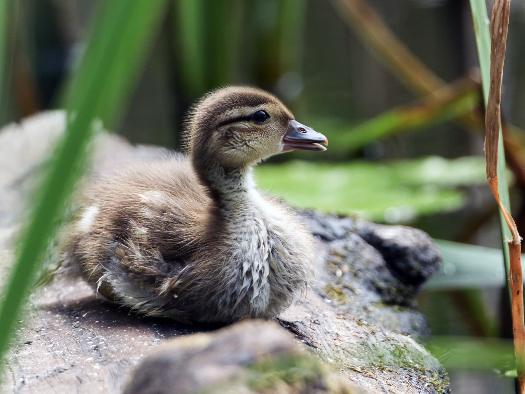 Young Mandarin Duck sitting in the reeds by the edge of a pond