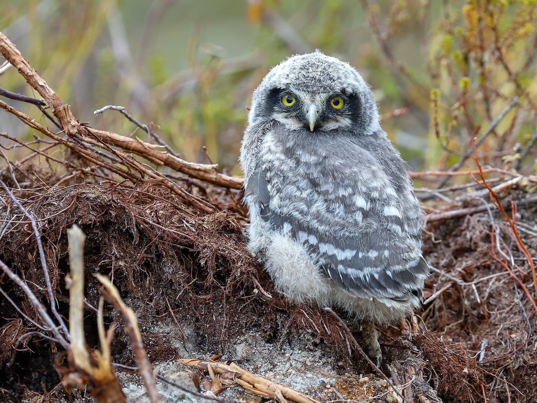 Young Northern Hawk Owl looking in natural habitat