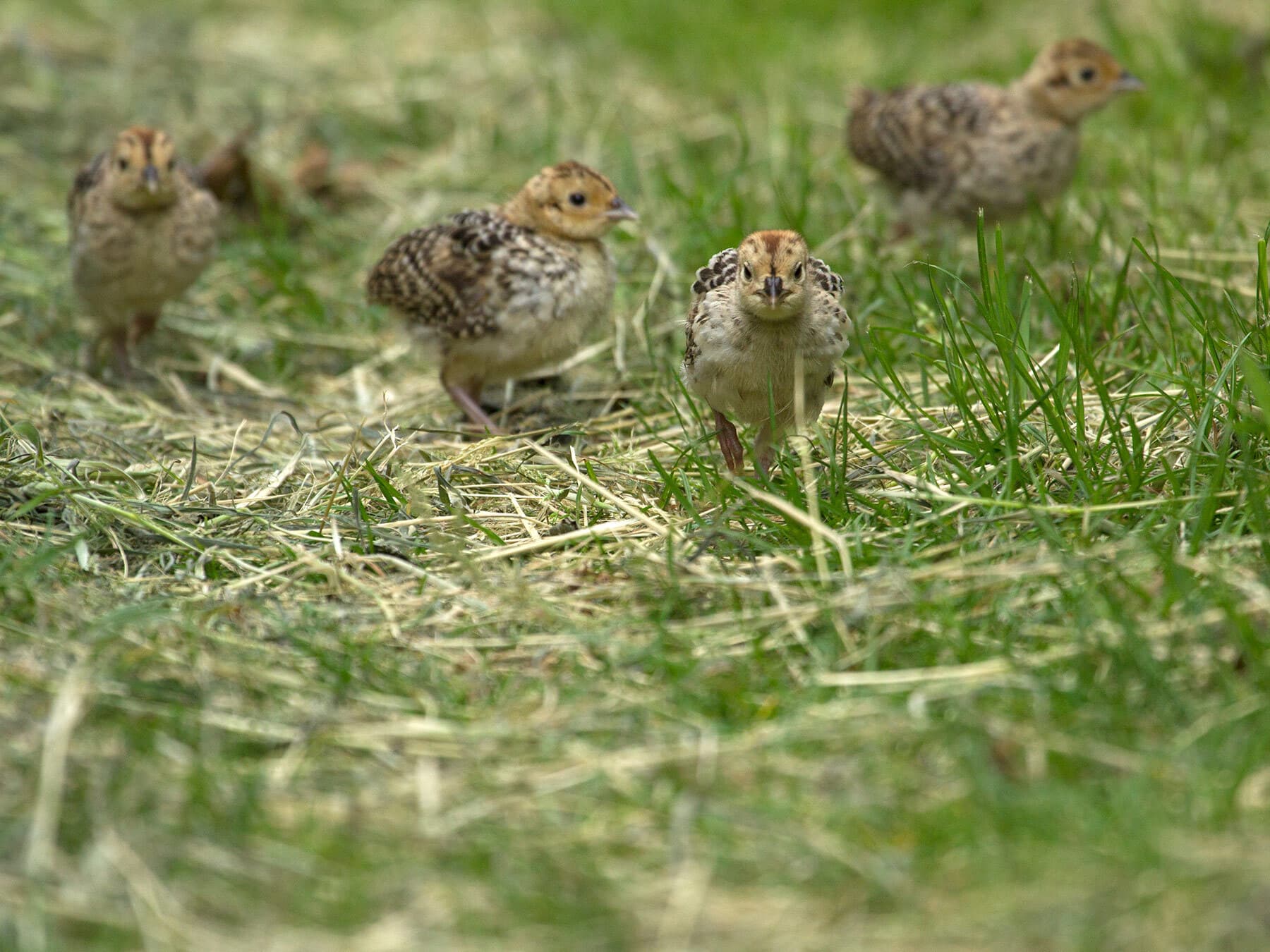 Young pheasant chicks