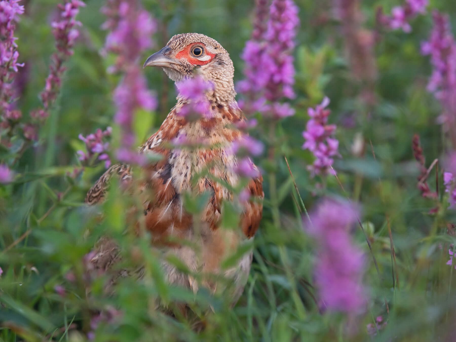 Juvenile Pheasant