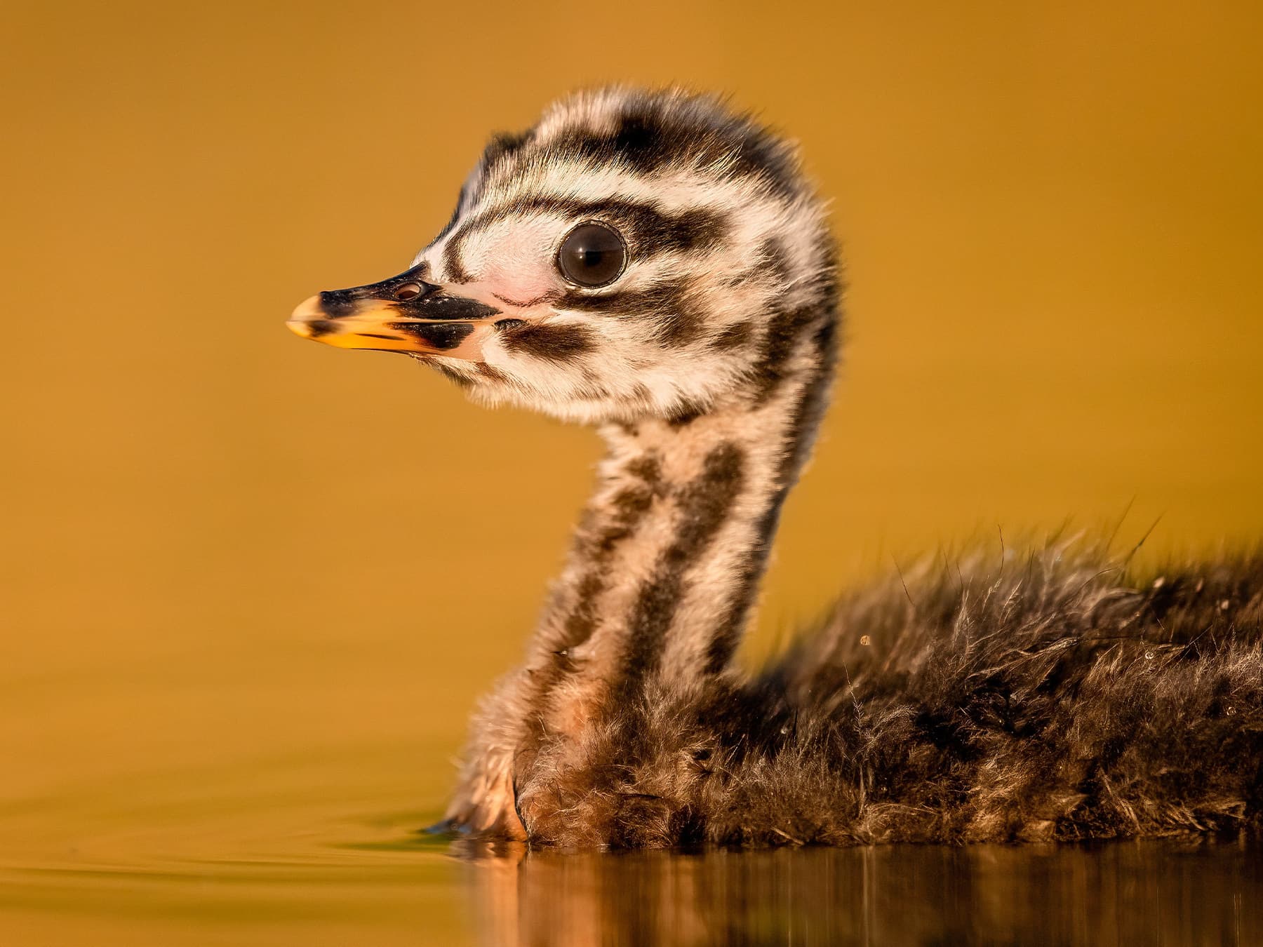 Young Red-necked Grebe
