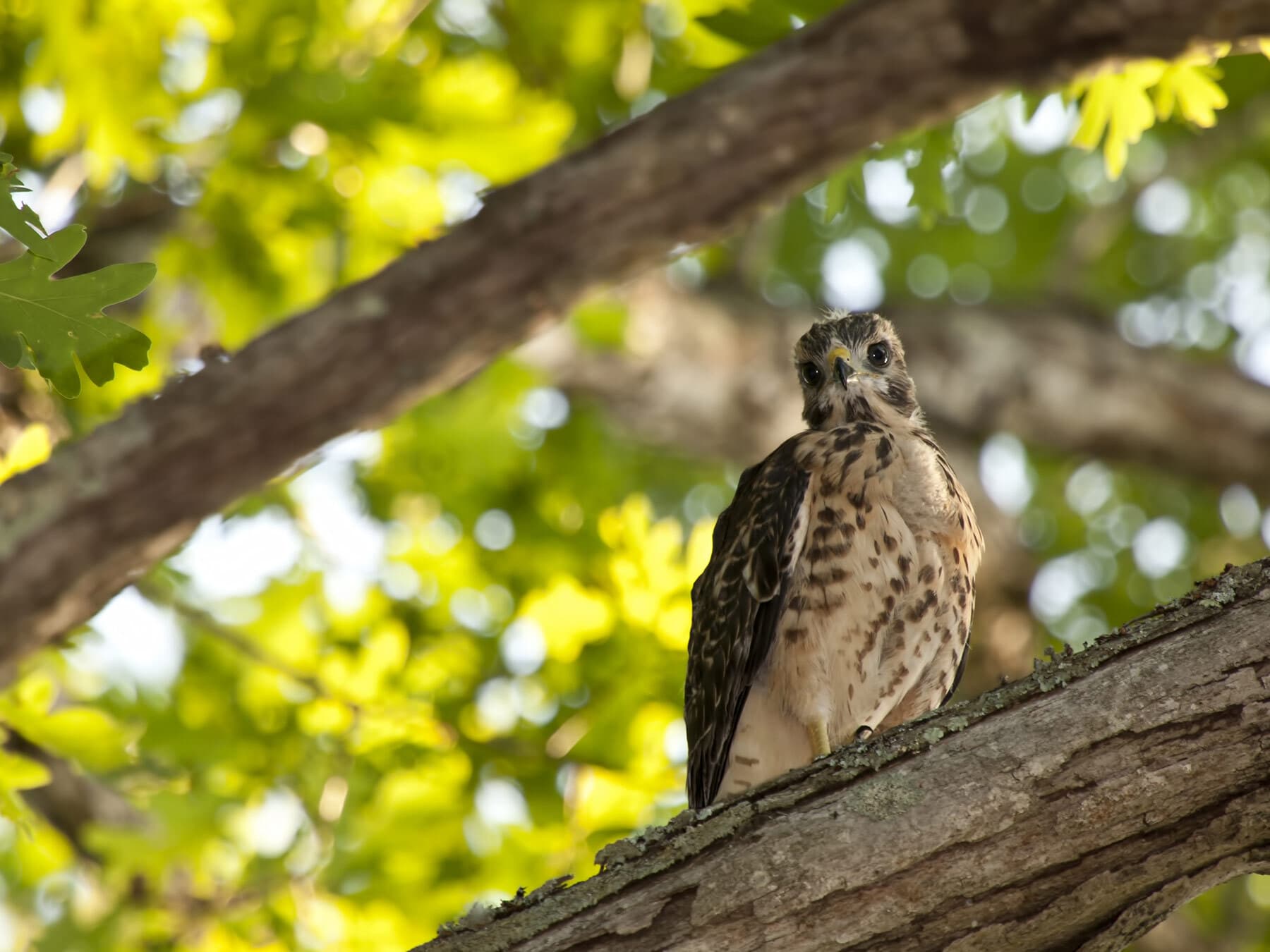 Young red shouldered hawk