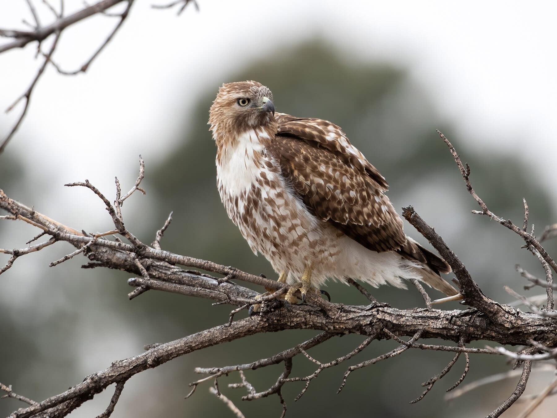 Young red tailed hawk
