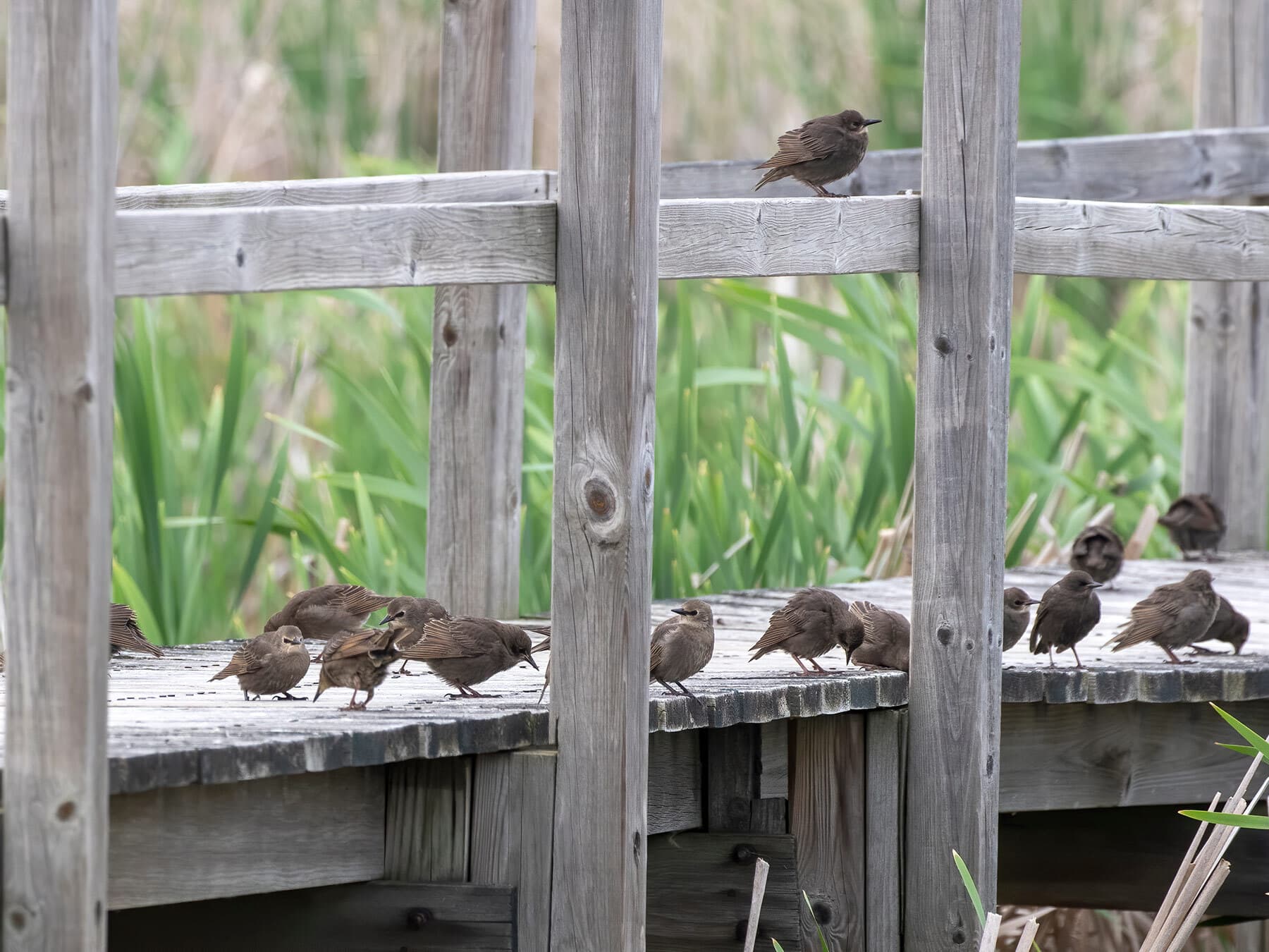 Young red winged blackbird flock