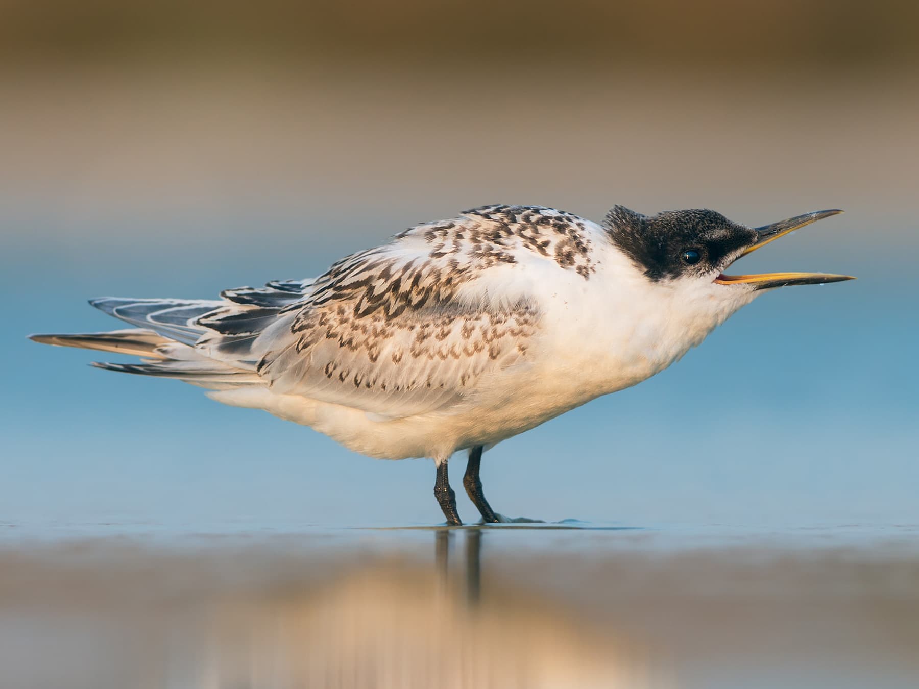 Juvenile Sandwich Tern