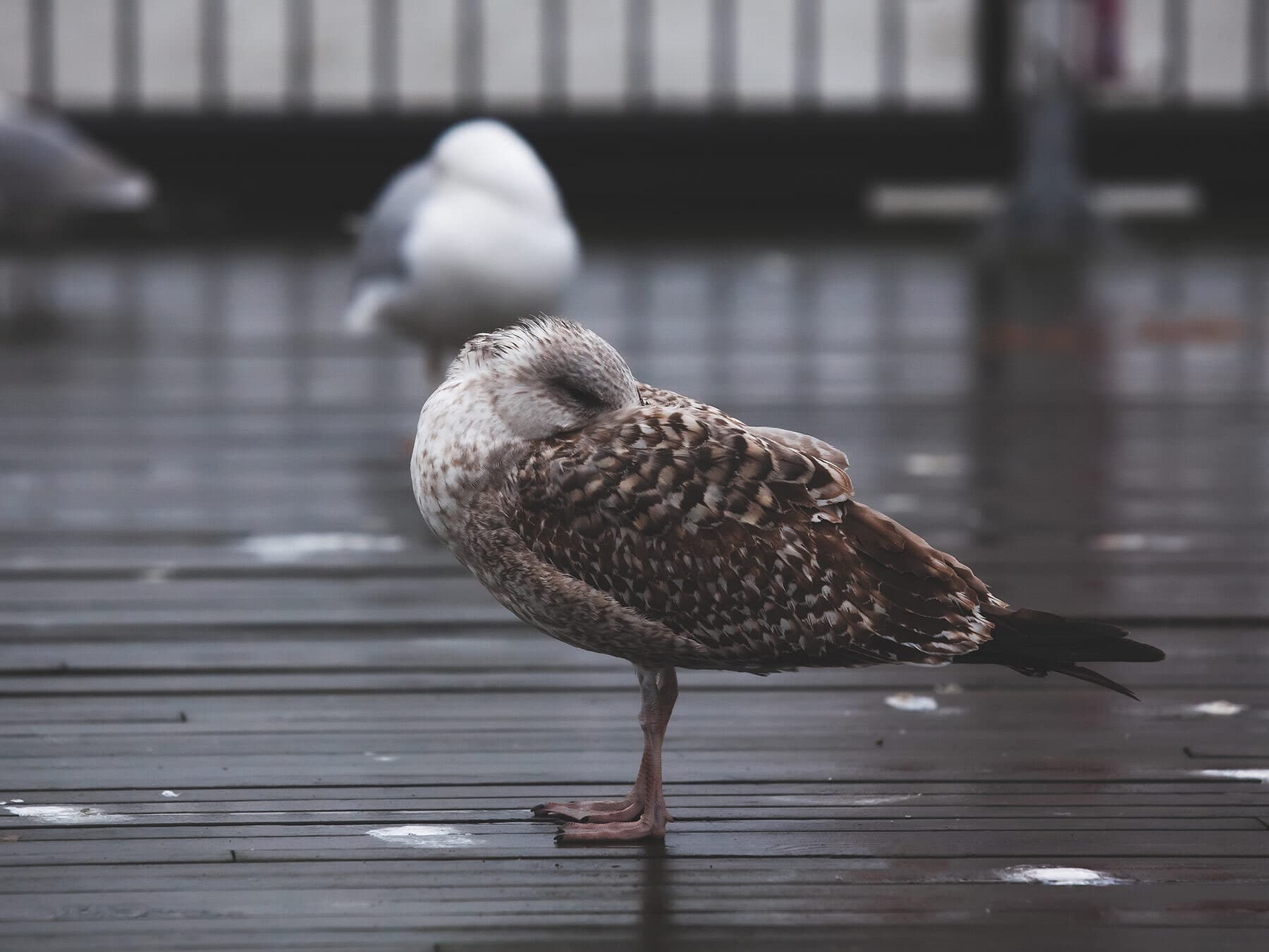 Young seagull sleeping