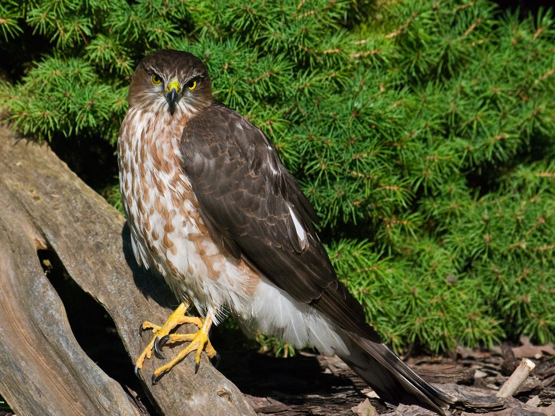 Young sharp shinned hawk