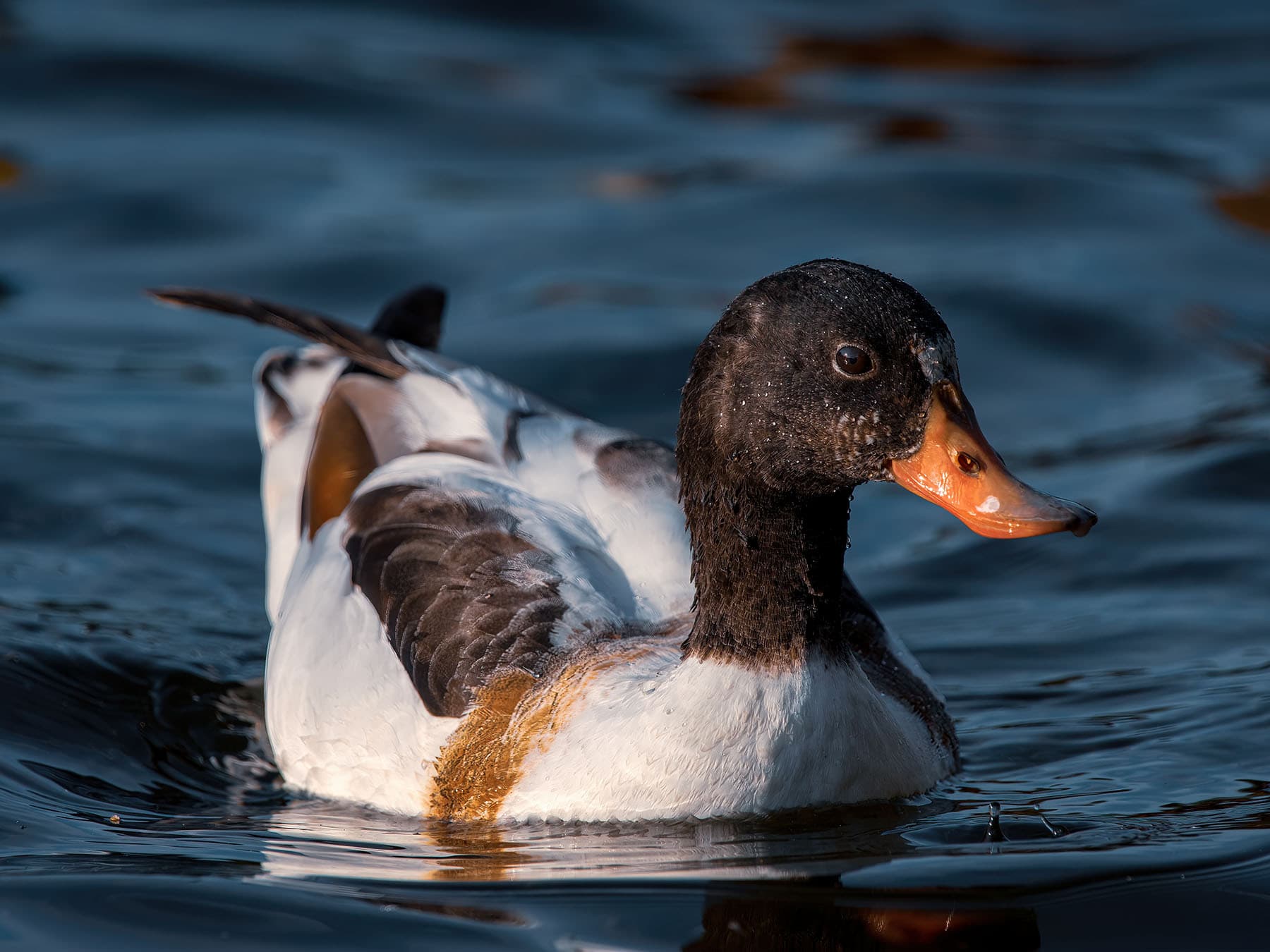 Young Shelduck swimming on the water