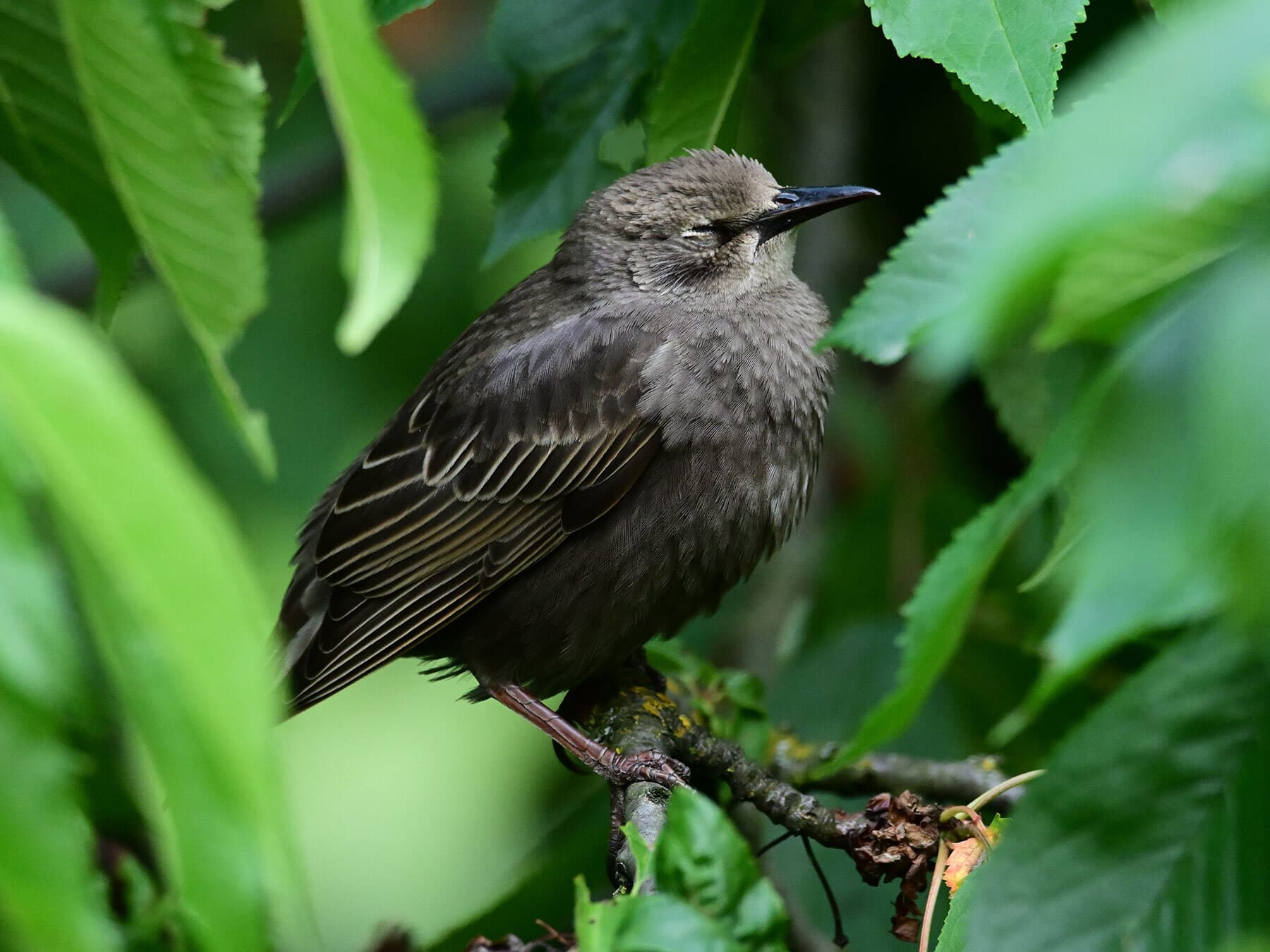 A juvenile Starling: grey-brown, with a dark bill