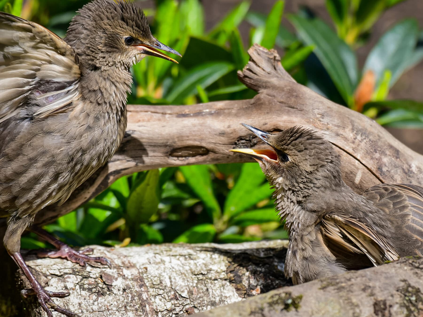 Young starlings playing in the sun