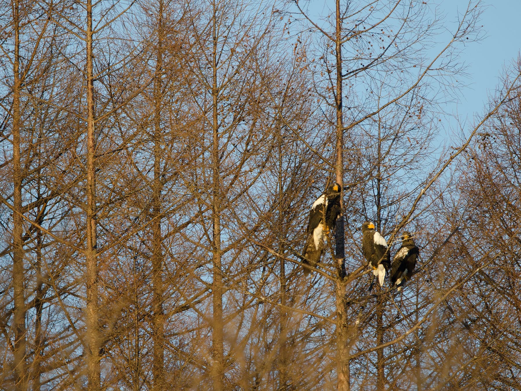 Young stellers sea eagles perched
