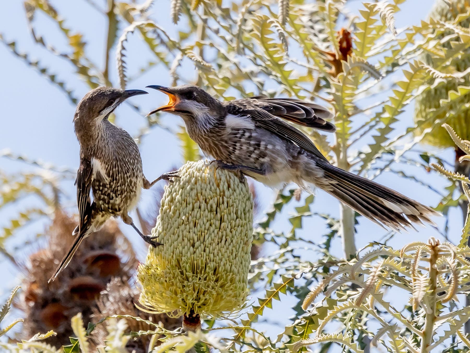 Young Western Wattlebird begging for food
