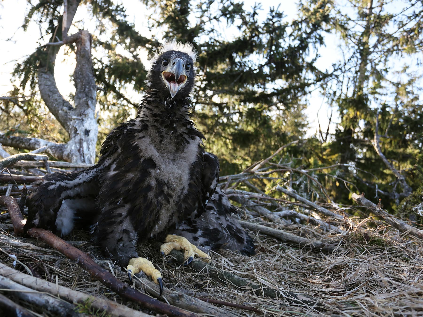 Young White-tailed Eagle in the nest