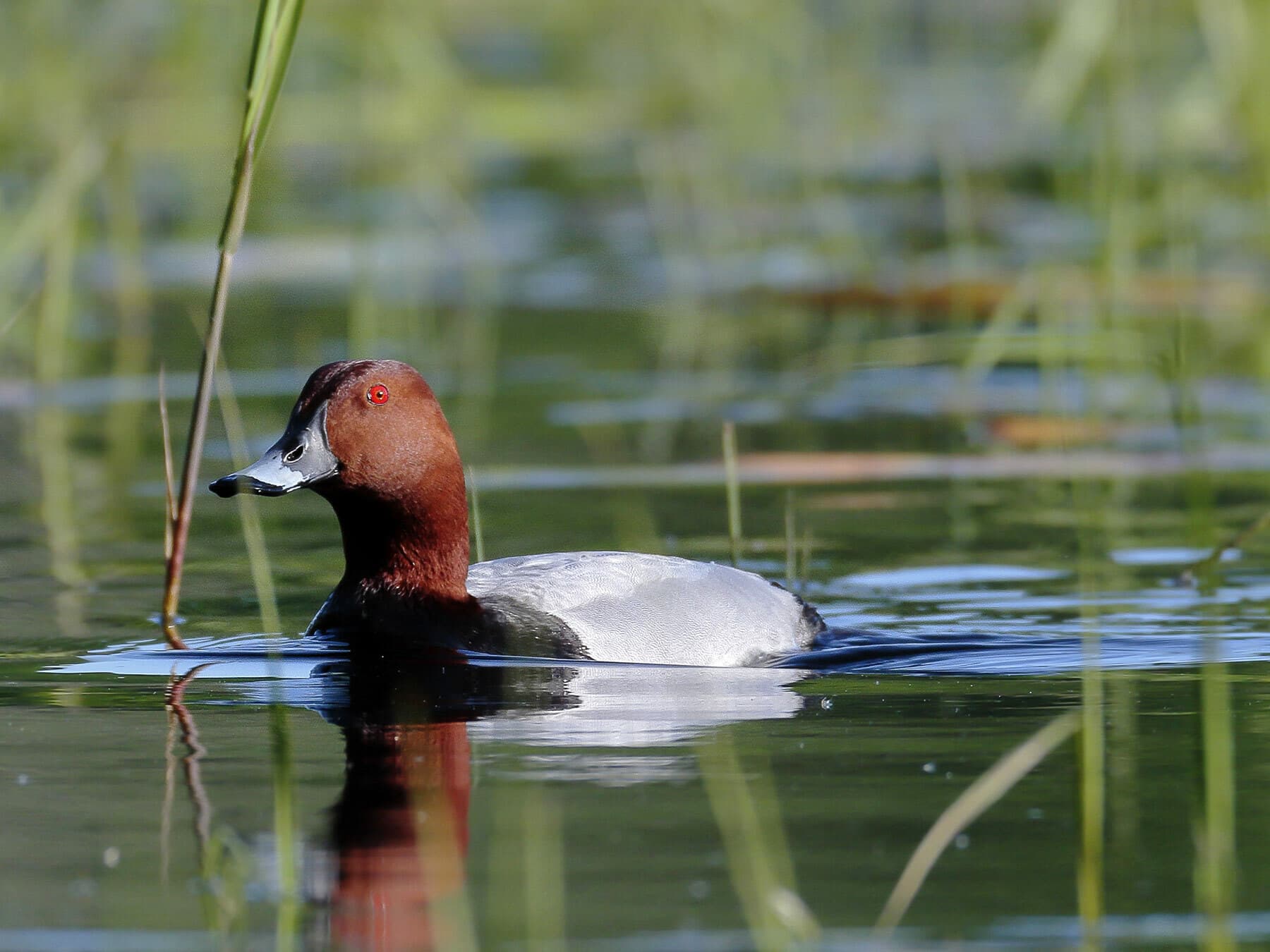 Pochard