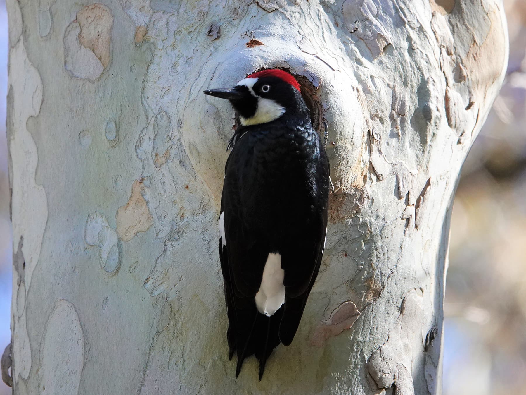 Acorn Woodpecker at nest cavity in Sycamore tree