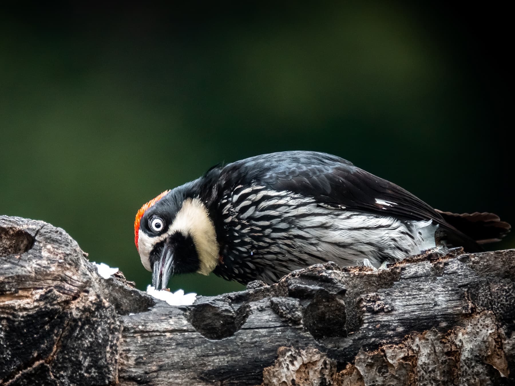 Acorn Woodpecker feeding in the forest