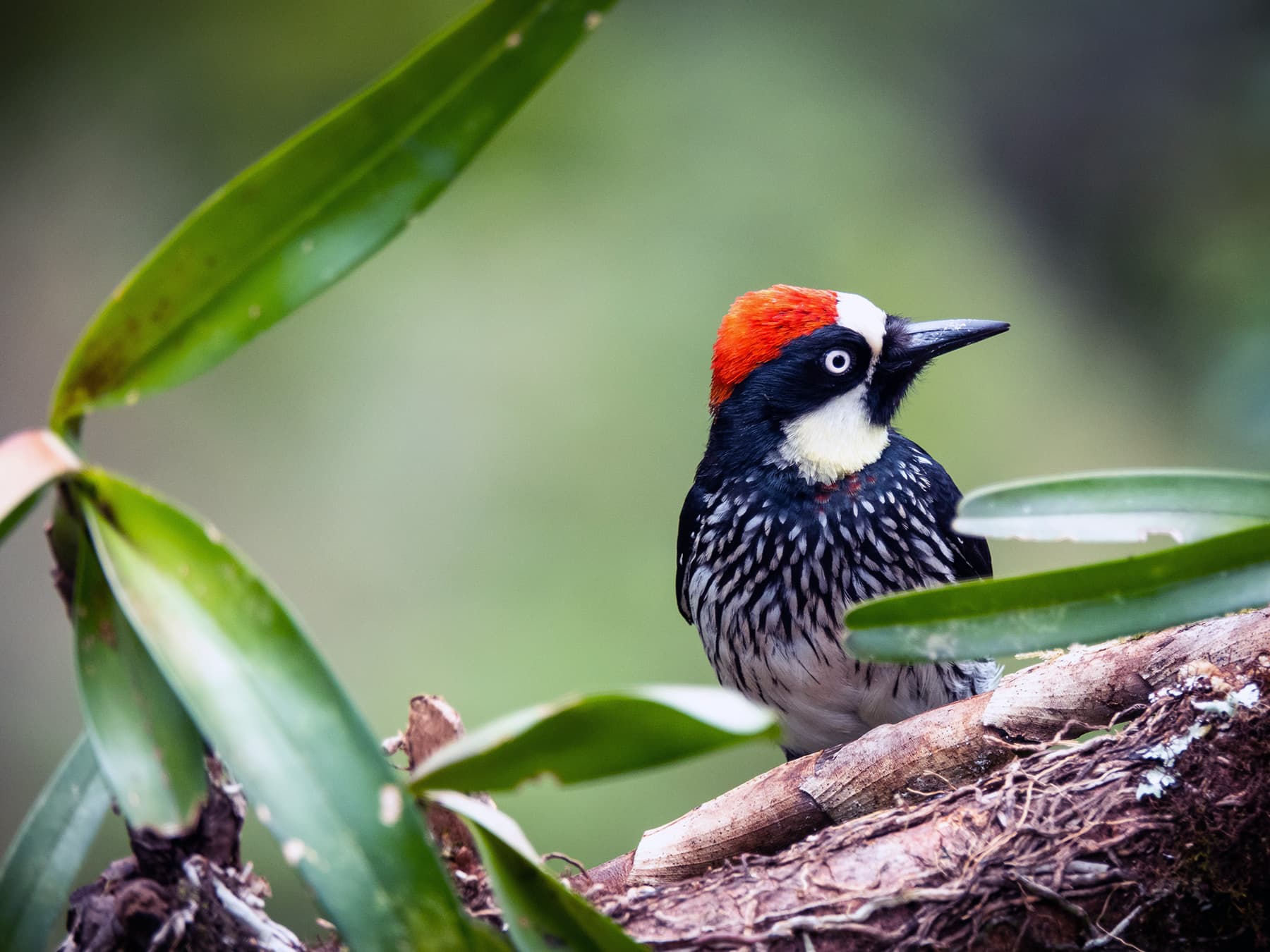 Acorn Woodpecker in a forest