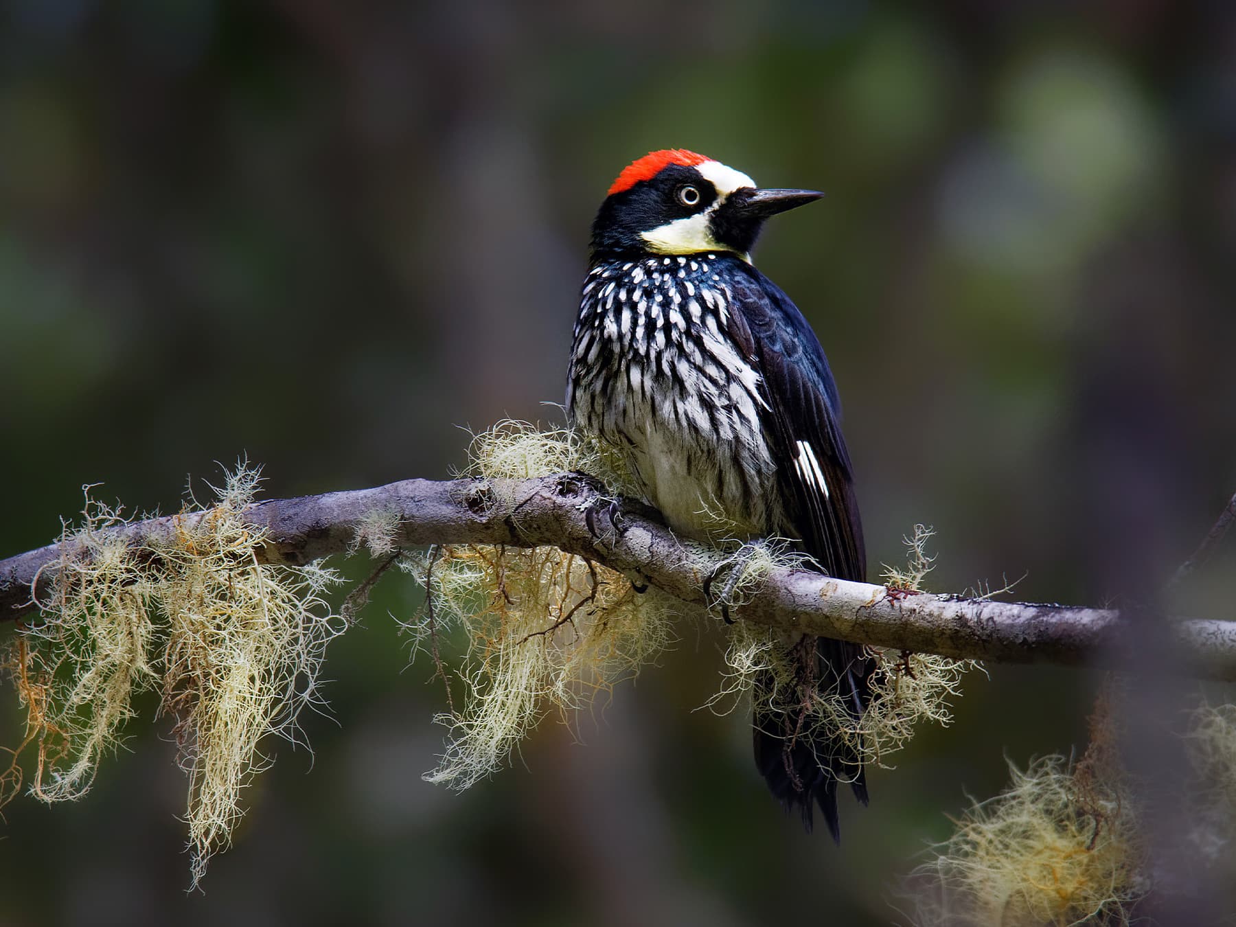 Acorn Woodpecker in woodland