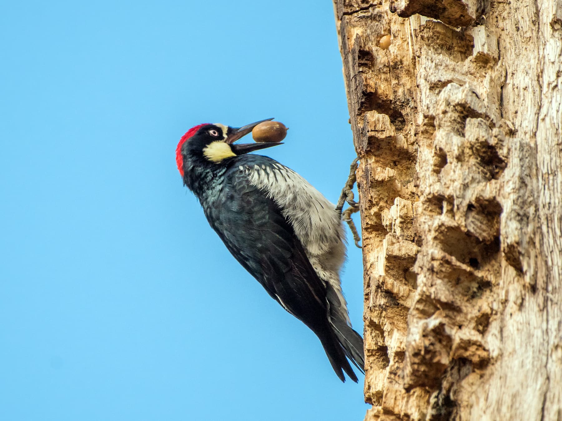 Acorn woodpecker on pantry oak tree