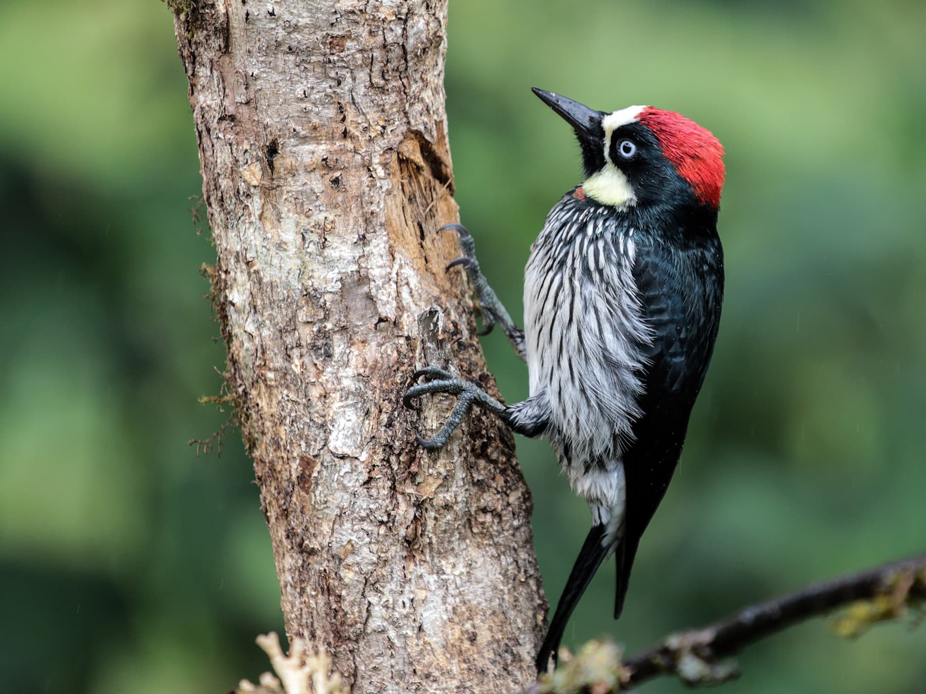 Acorn woodpecker perched on tree