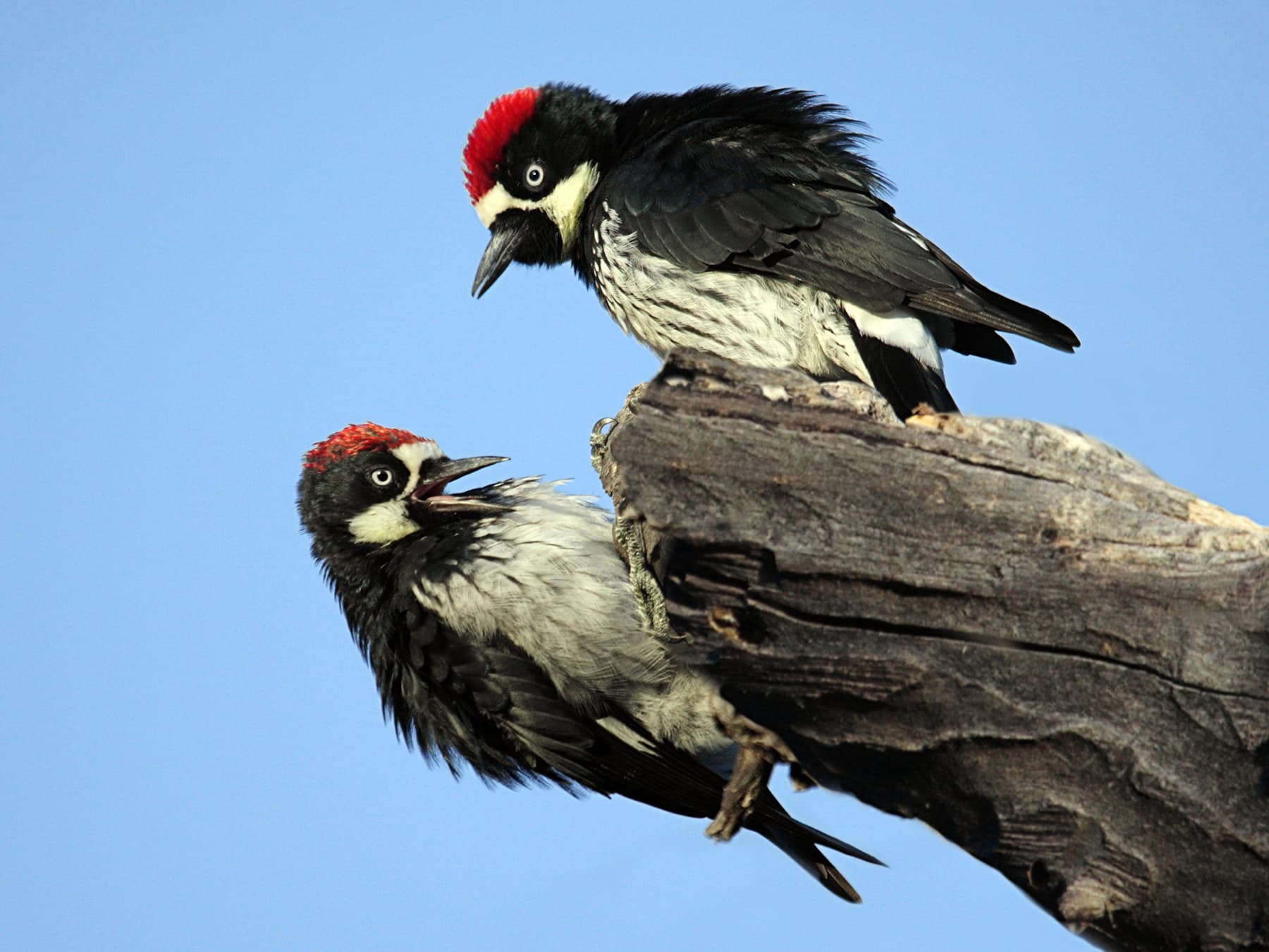 Two Acorn Woodpeckers on a branch chattering