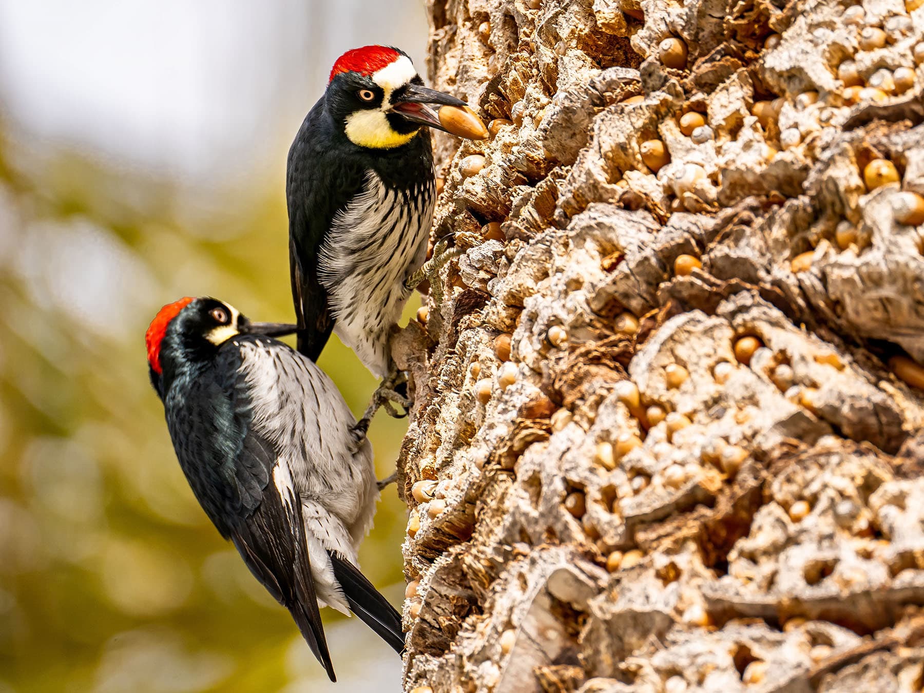 Acorn woodpeckers storing