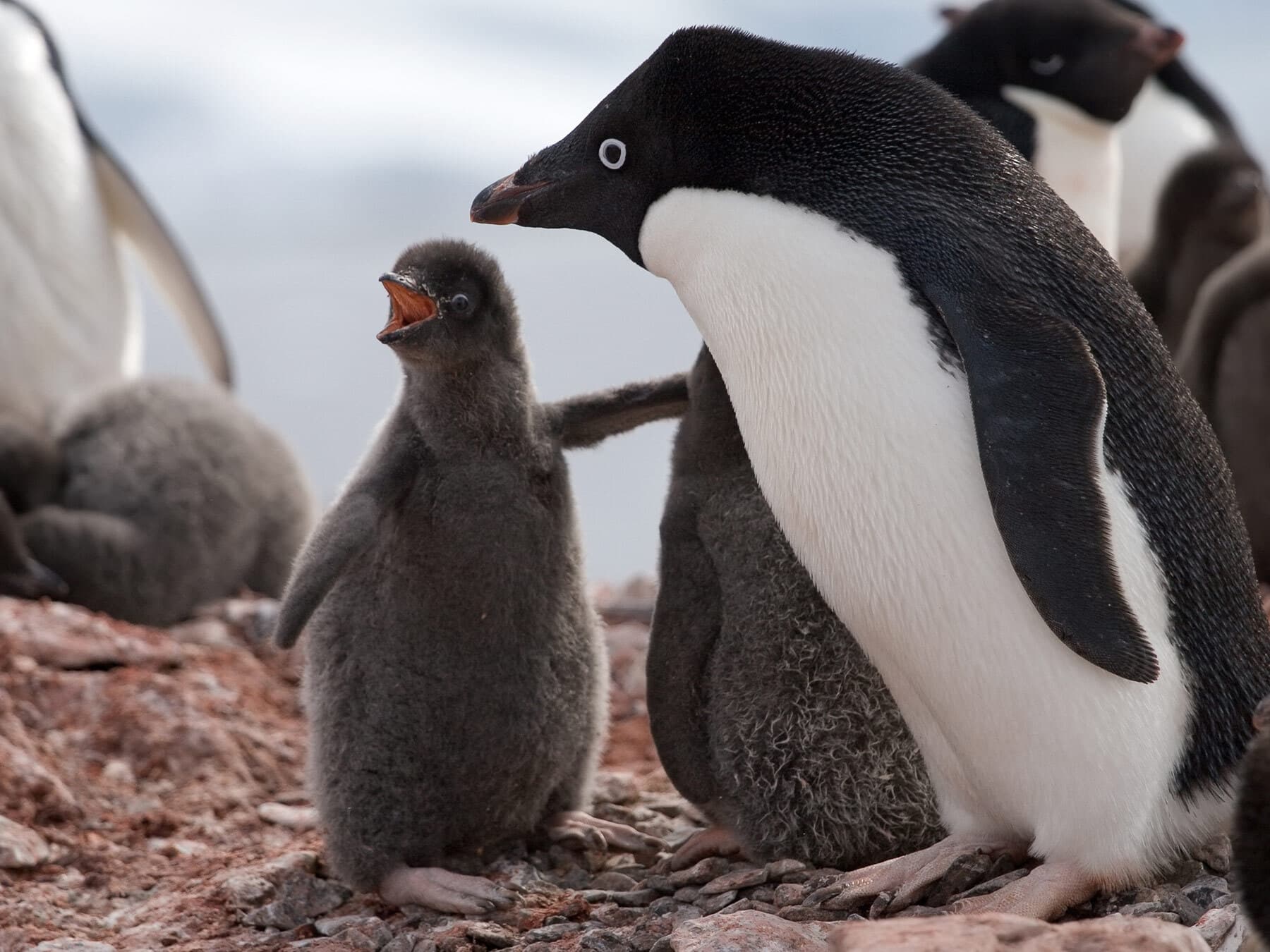 Adelie penguin chick