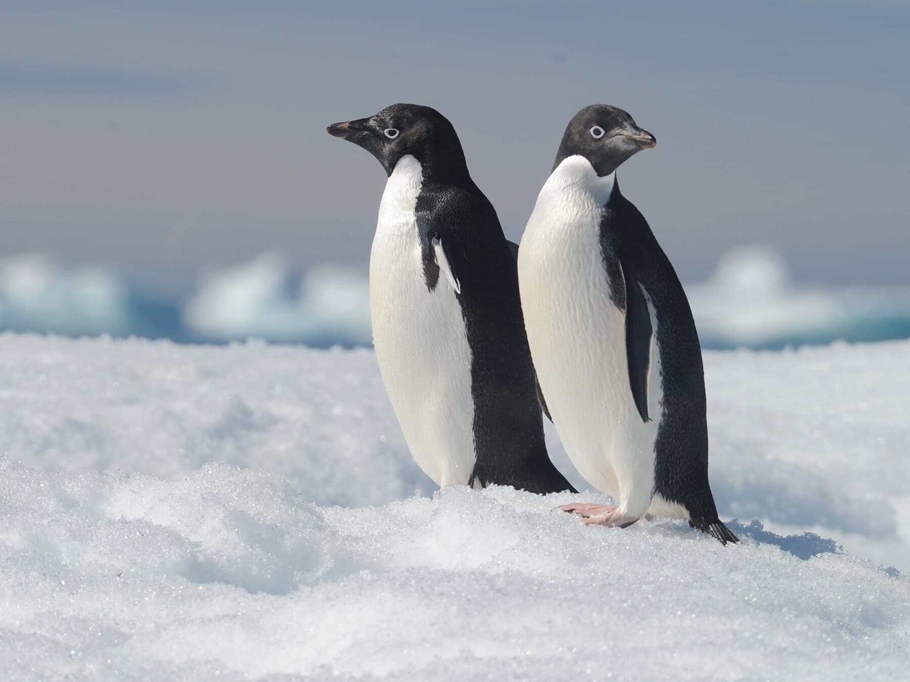 Adelie penguin lifespan