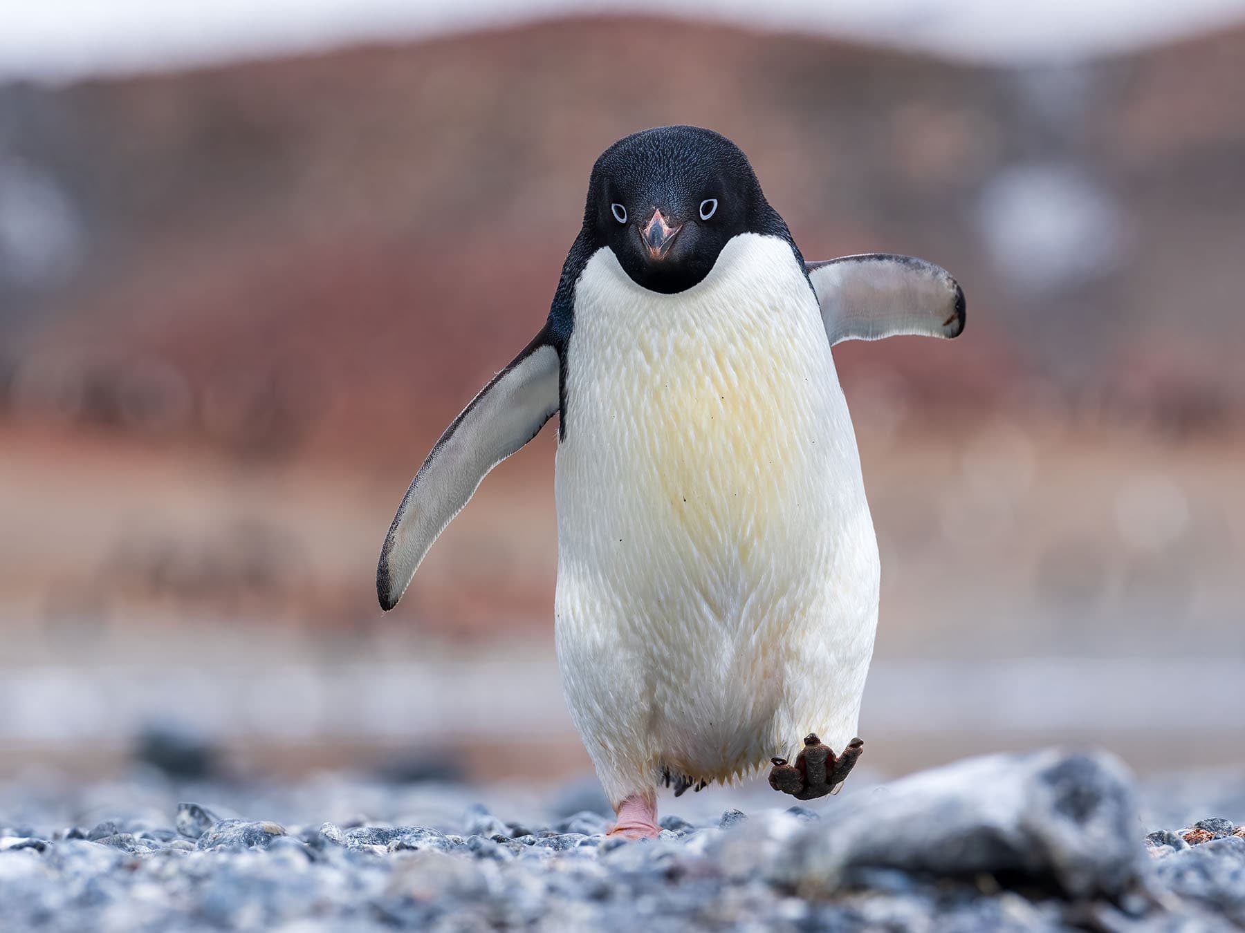 Adélie Penguin