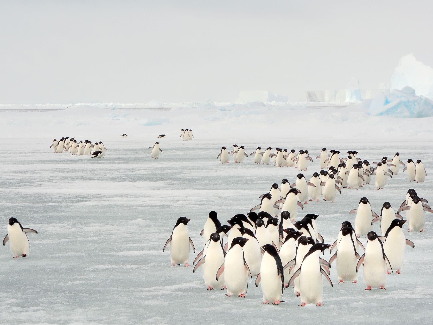 Adelie penguins migrating