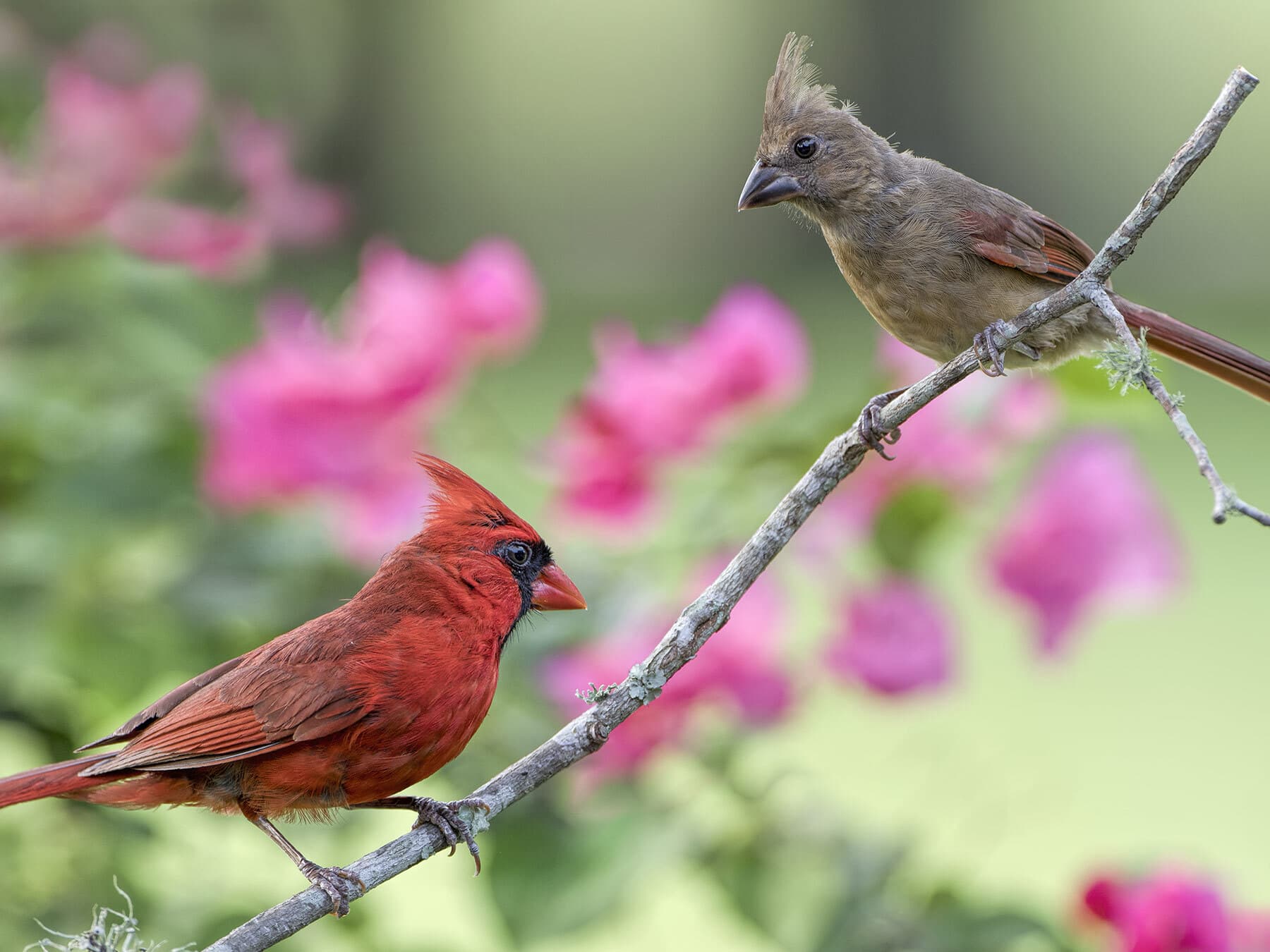 Adult male female juvenile cardinal