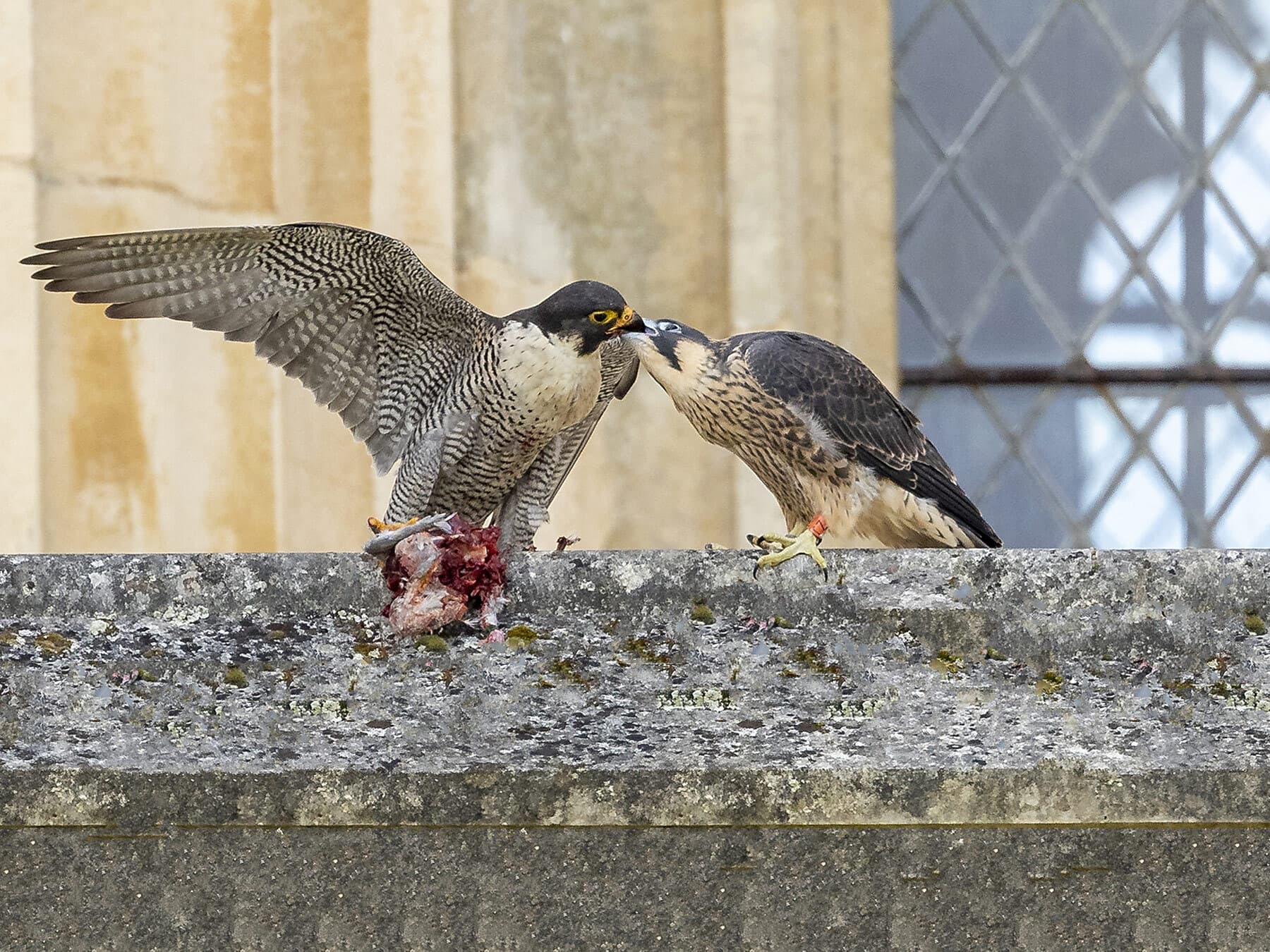 Adult peregrine feeding juvenile
