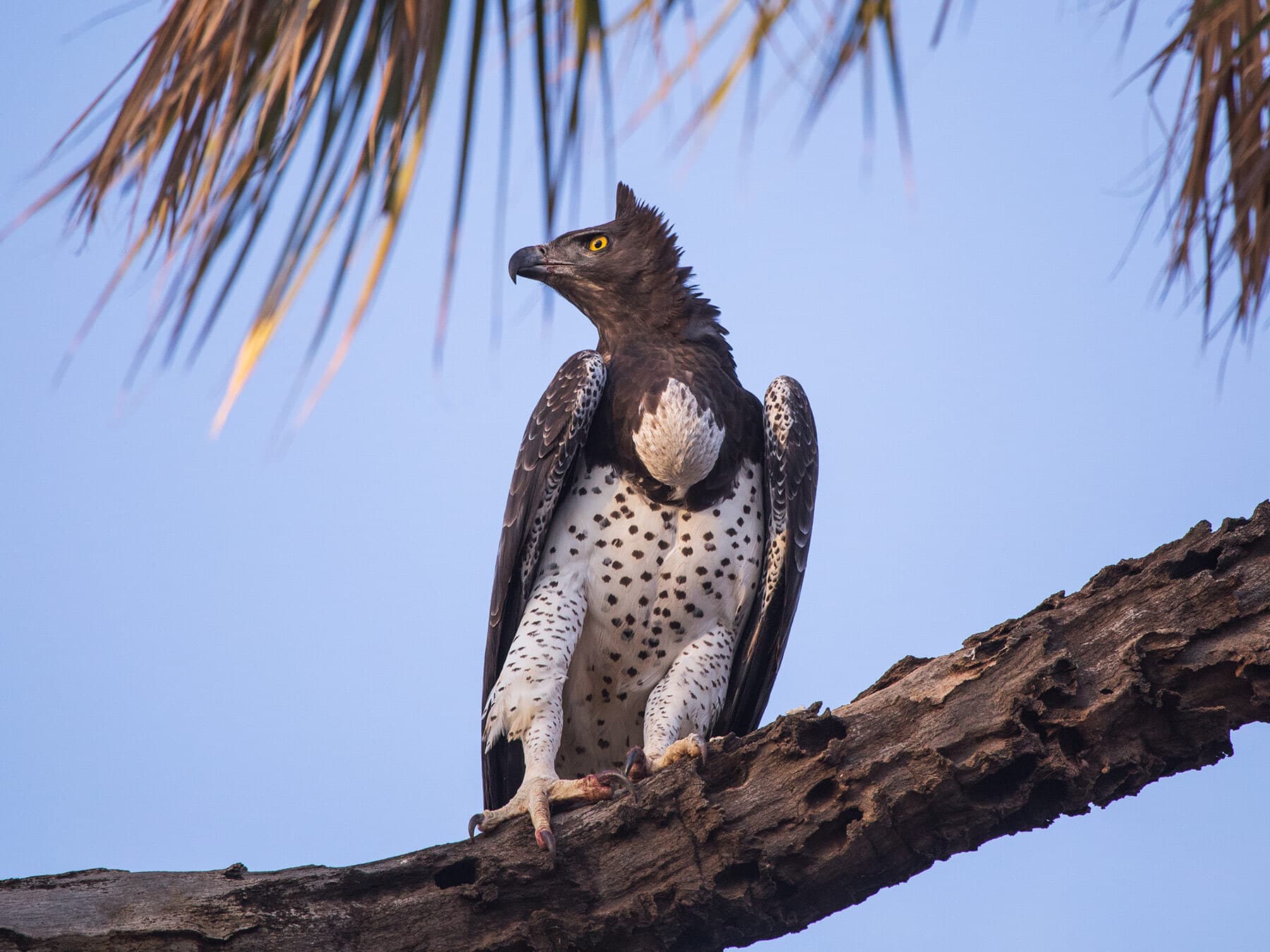 African Crowned Eagle, perched in a tree in Kenya