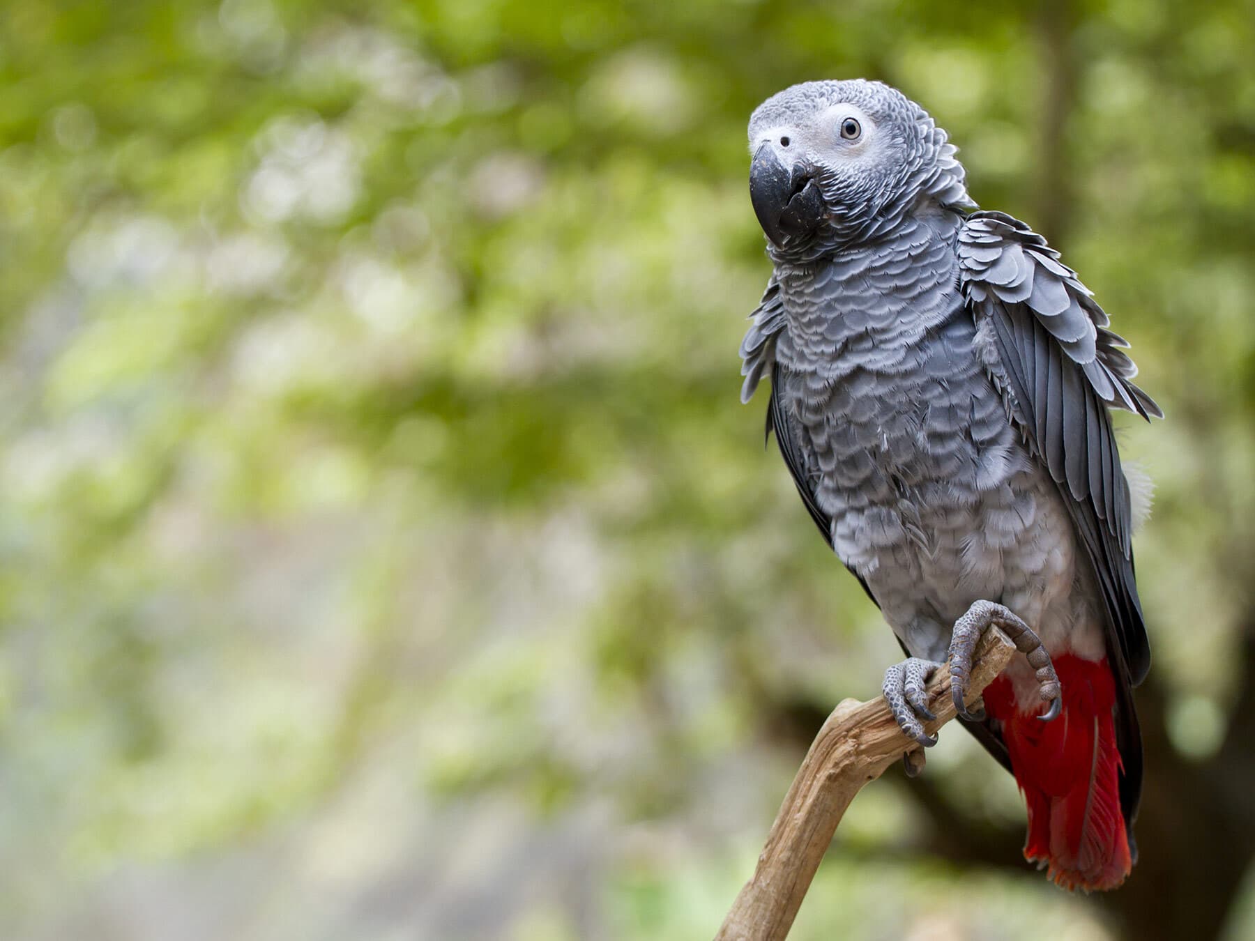 African gray parrot