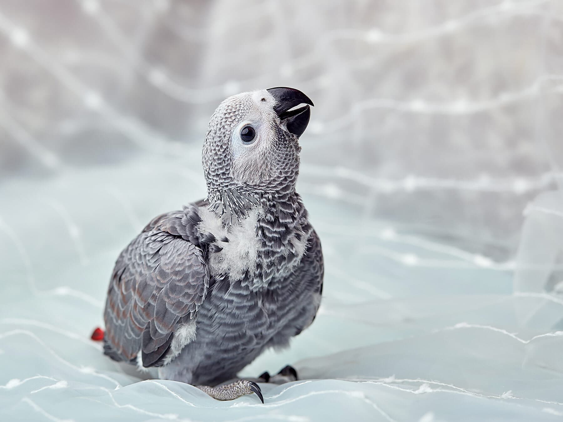 African grey parrot chick