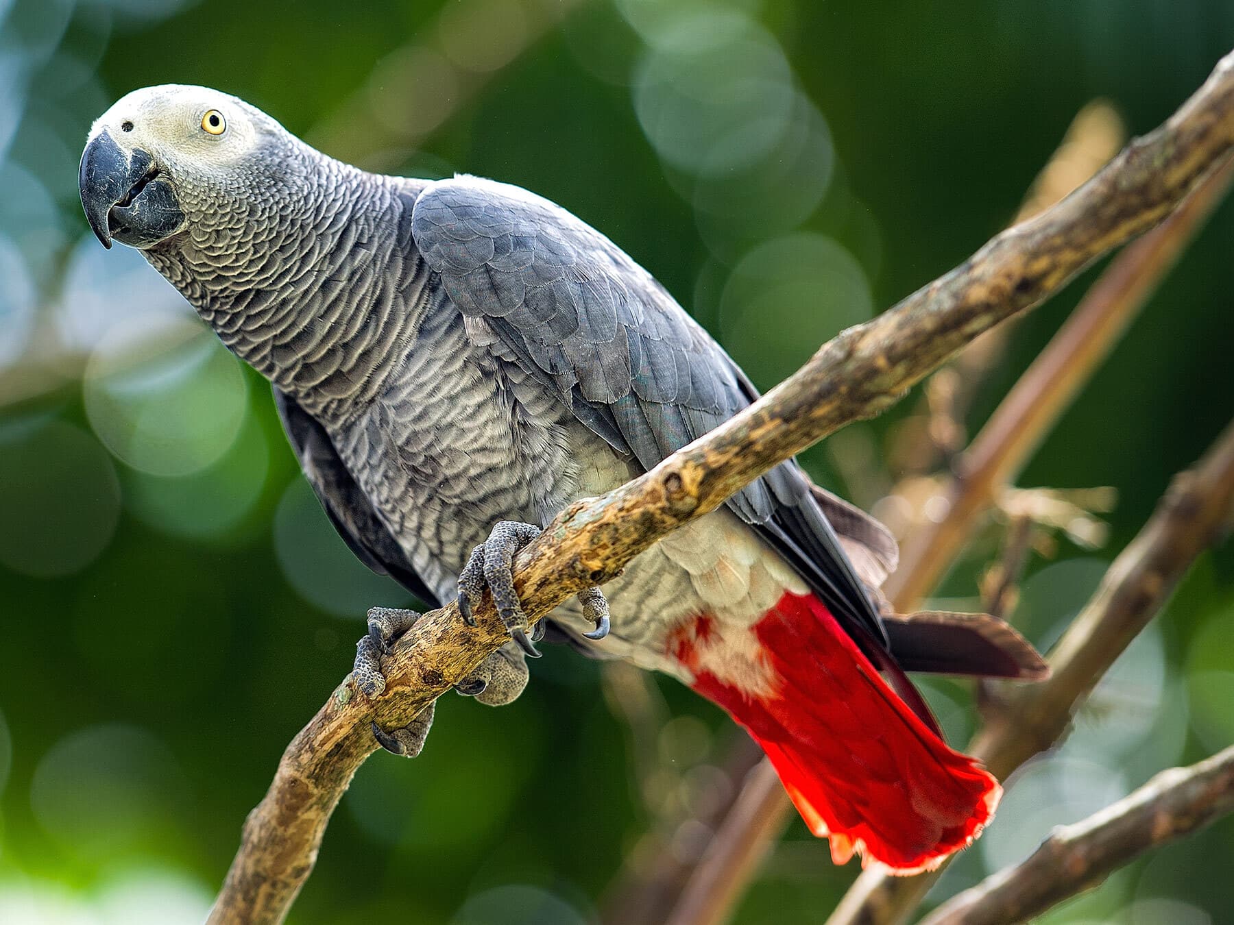 African grey parrot lifespan