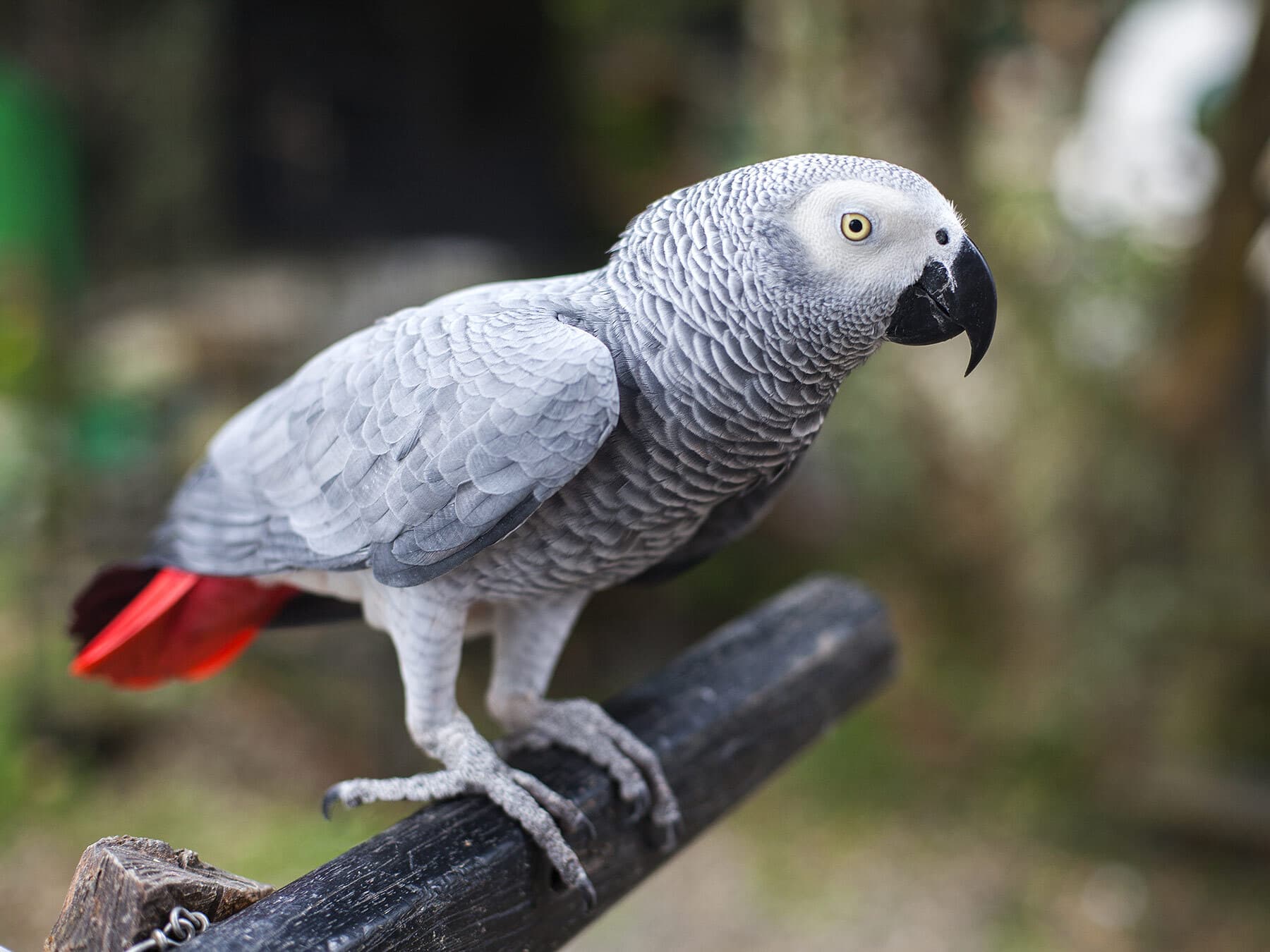 African grey parrot