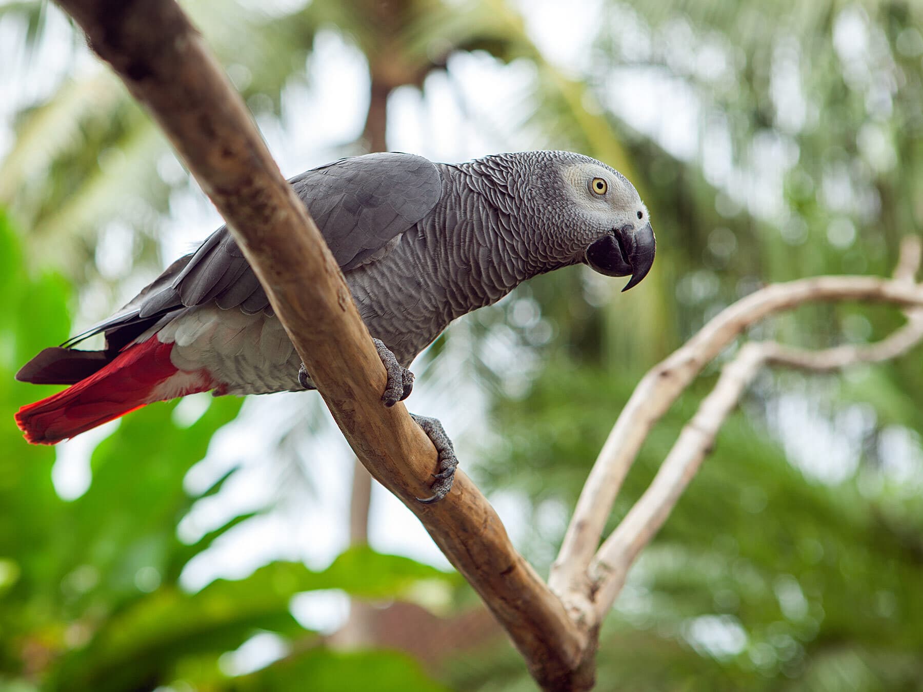 African grey parrot