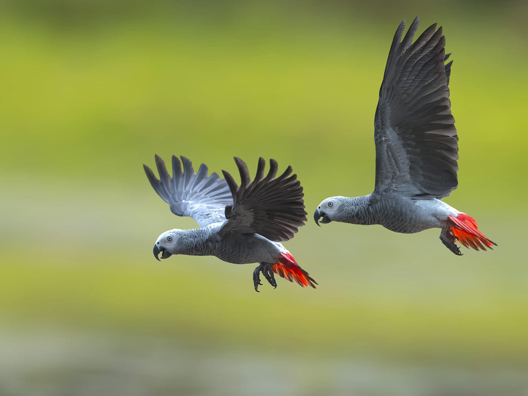 African grey parrots flight