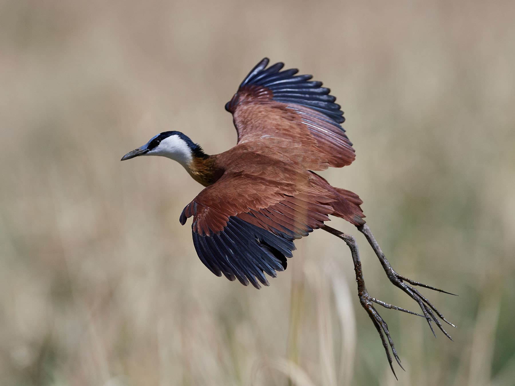 African Jacana in flight