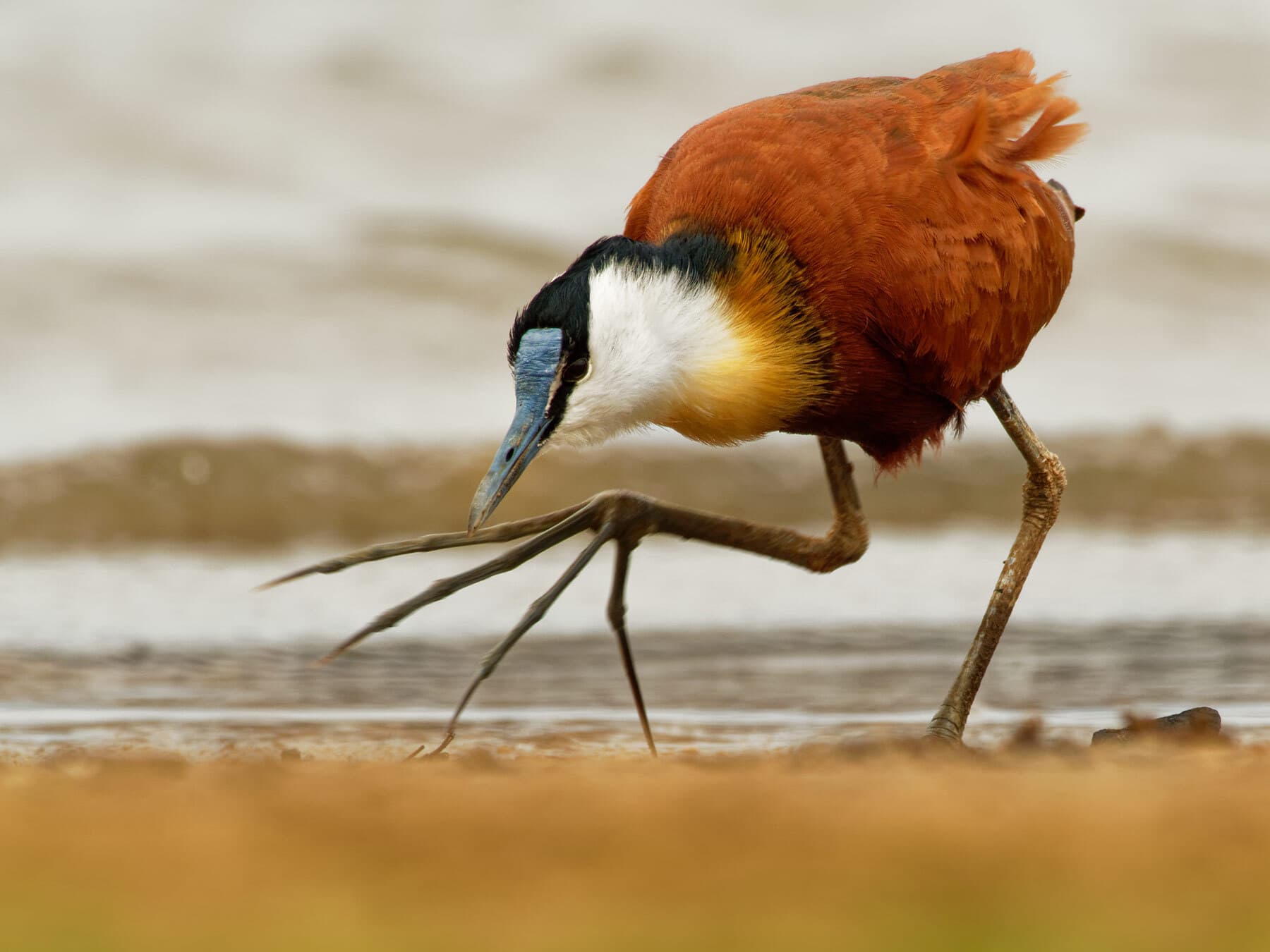 Jacanas