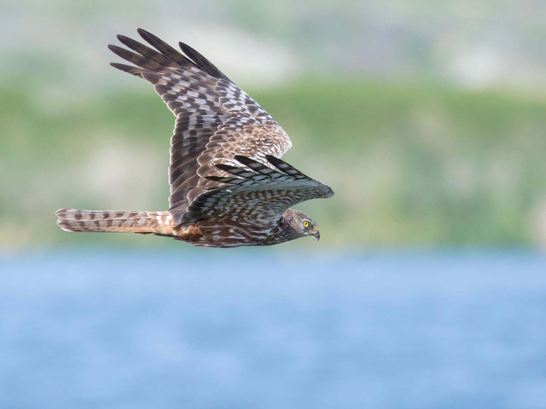 African Marsh Harrier hunting for prey