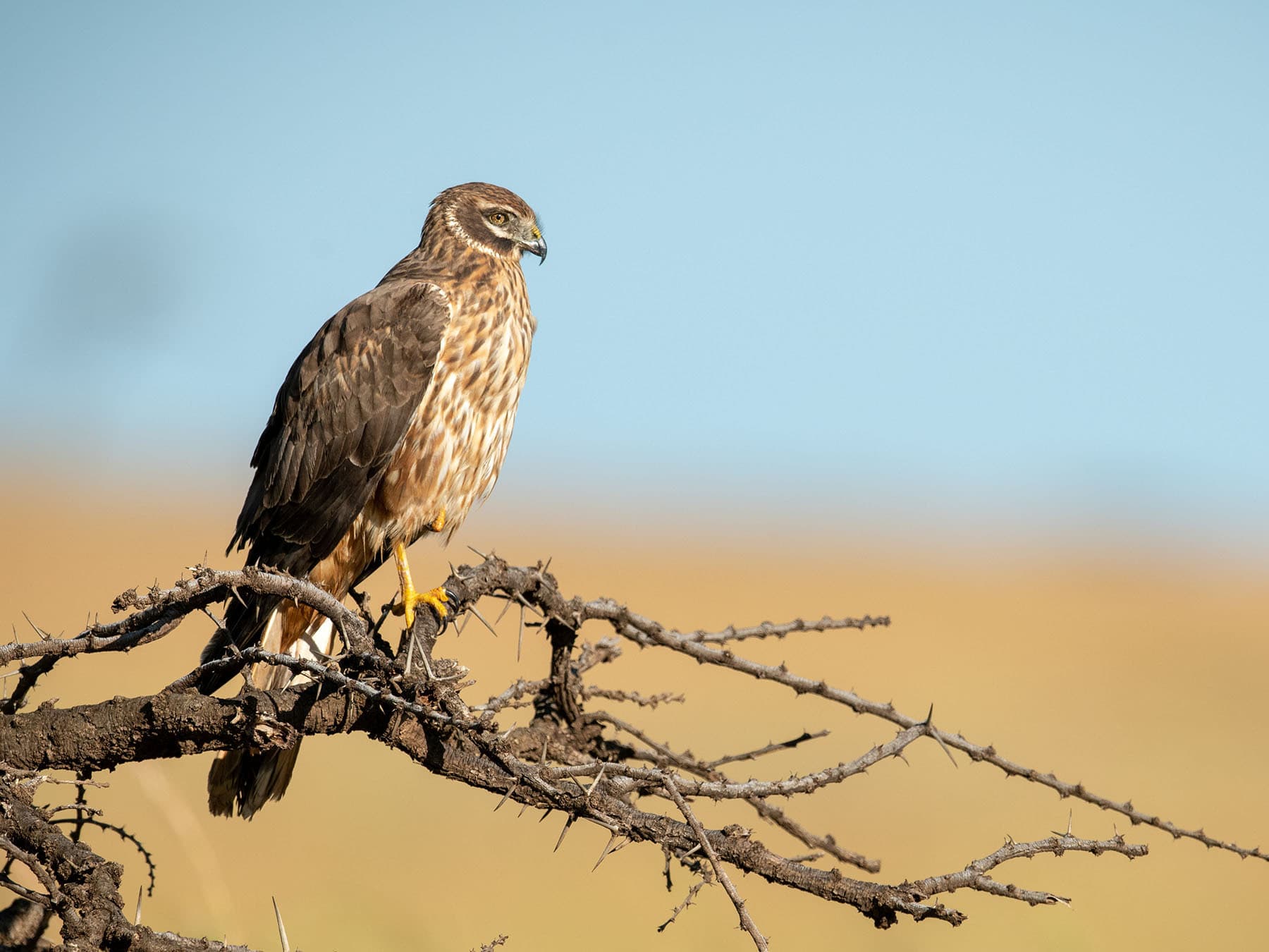 African Marsh Harrier
