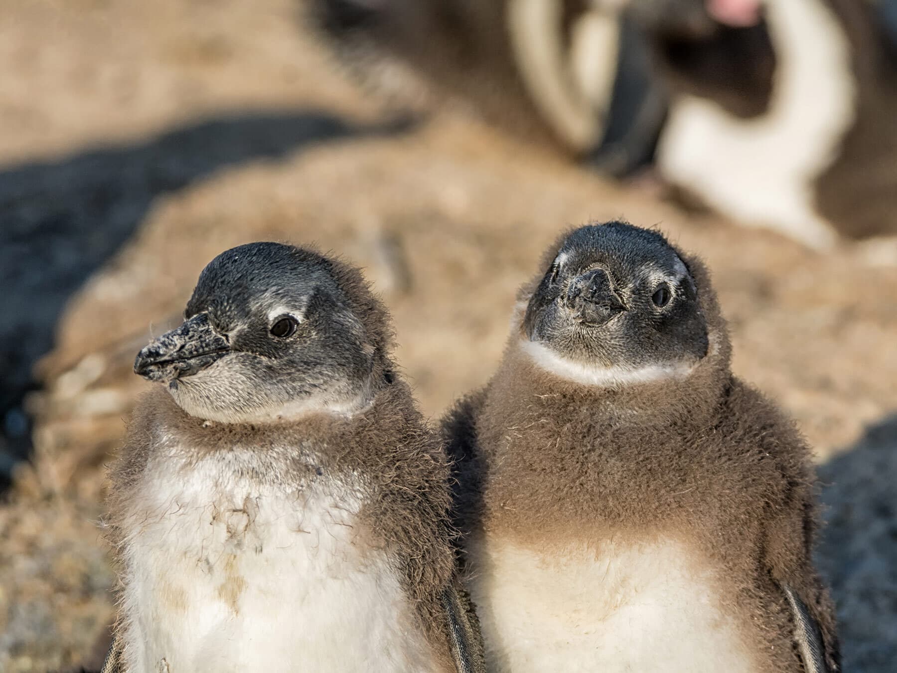 African penguin chicks